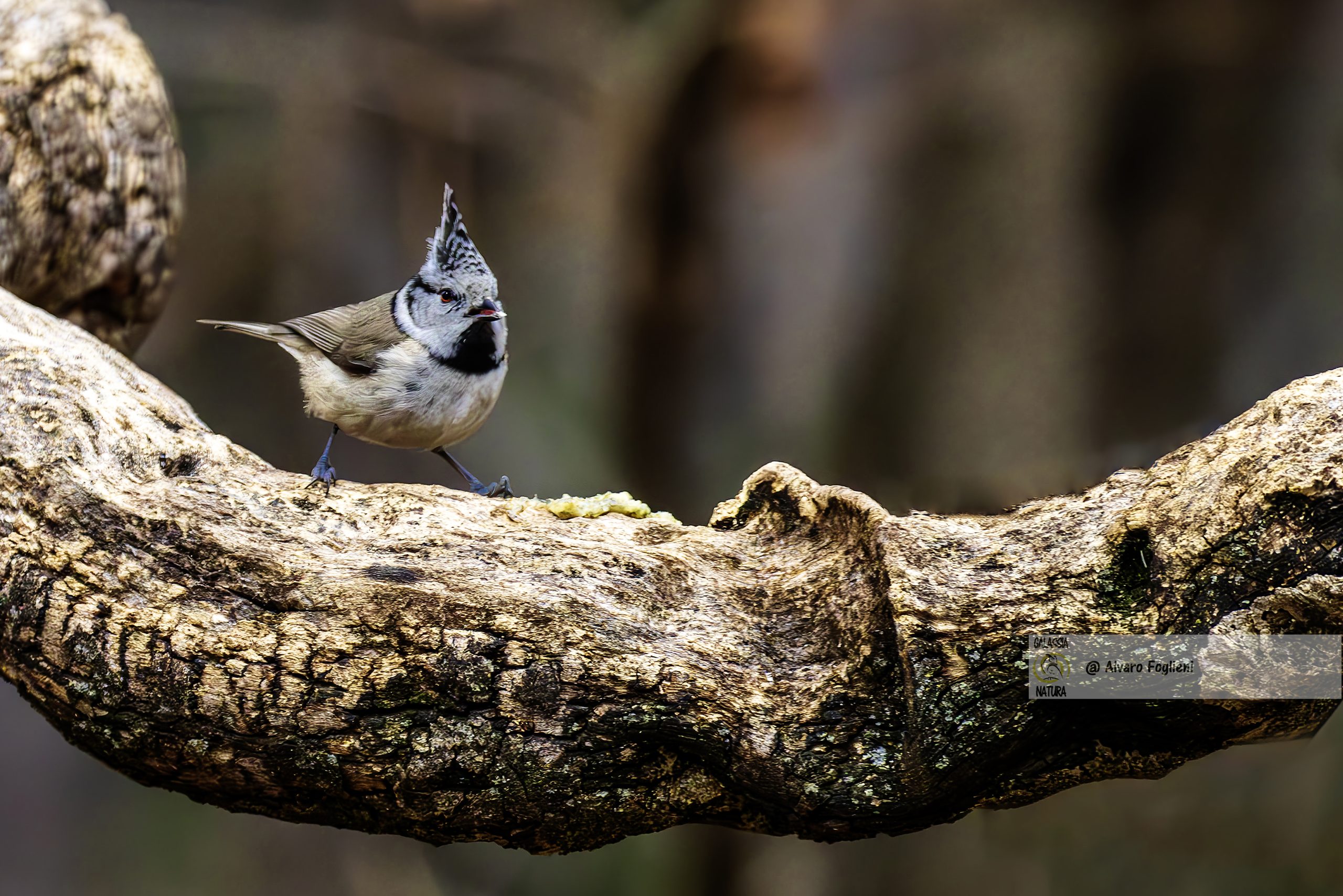 Dieta varia e tecniche di alimentazione della Cincia dal ciuffo: Come fotografarla; dieta Cincia dal ciuffo, fotografia di uccelli mentre mangiano, immagazzinamento cibo avifauna, comportamento alimentare Cincia dal ciuffo