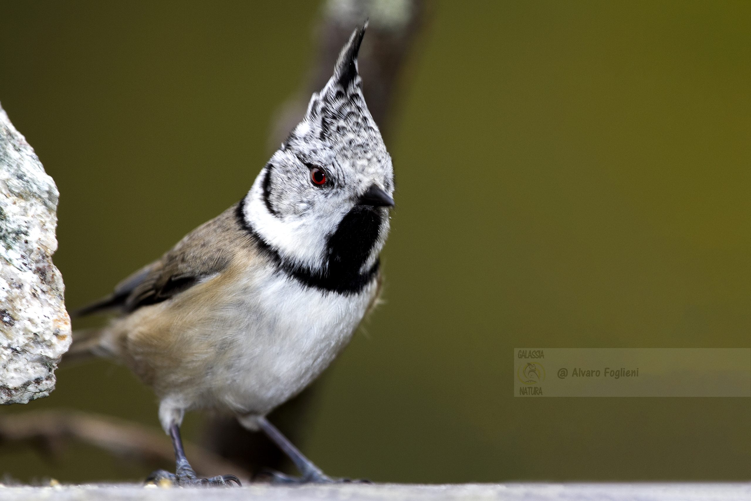 Consigli di fotografia naturalistica; Focalizzazione e nitidezza nell'immagine della Cincia dal ciuffo; messa a fuoco fotografia uccelli, nitidezza occhio uccello, post produzione fotografia naturalistica, composizione immagine Cincia dal ciuffo