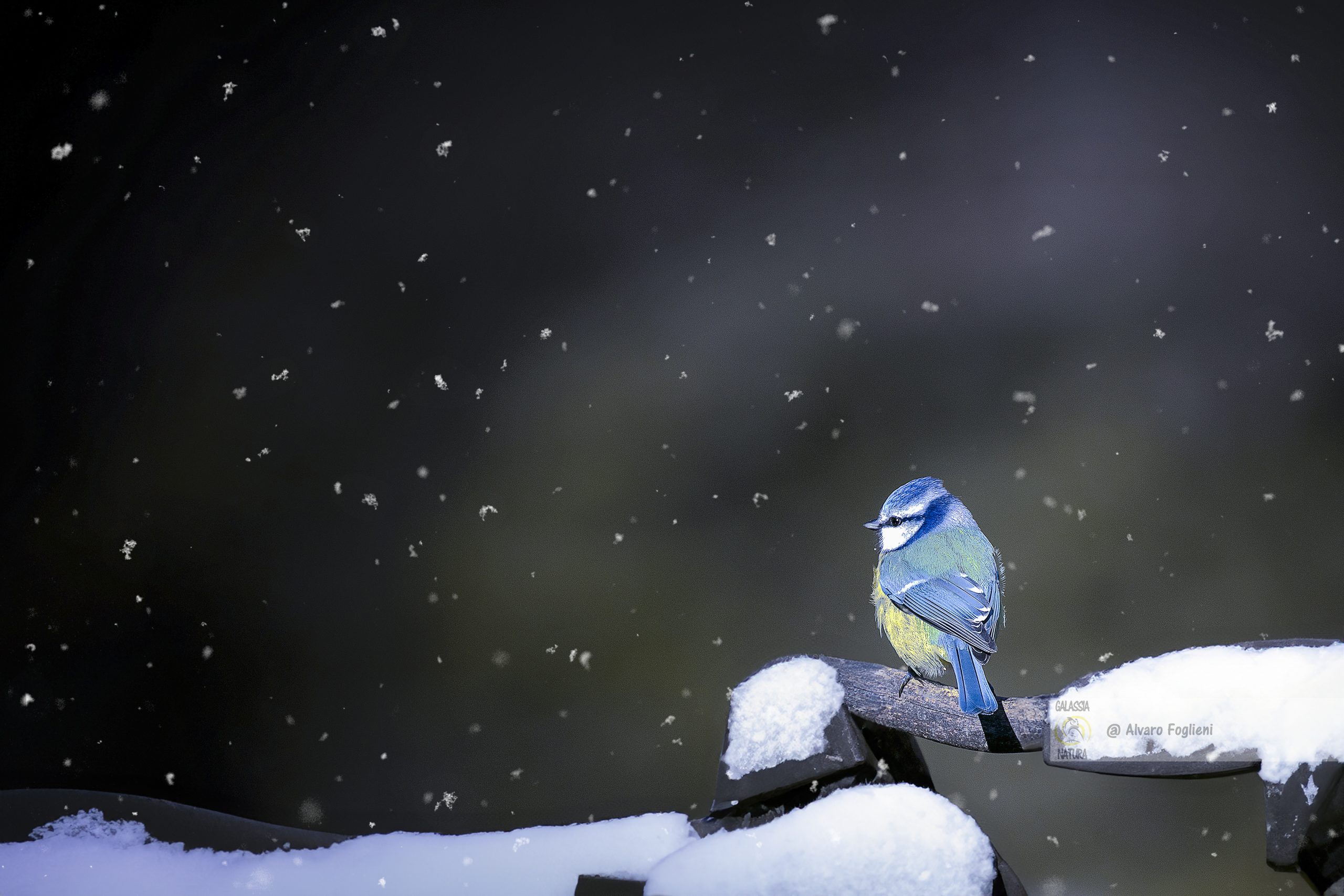 composizione fotografica con neve, autofocus con fiocchi di neve, messa a fuoco manuale in condizioni di nevicata, velocità dell'otturatore per neve che cade