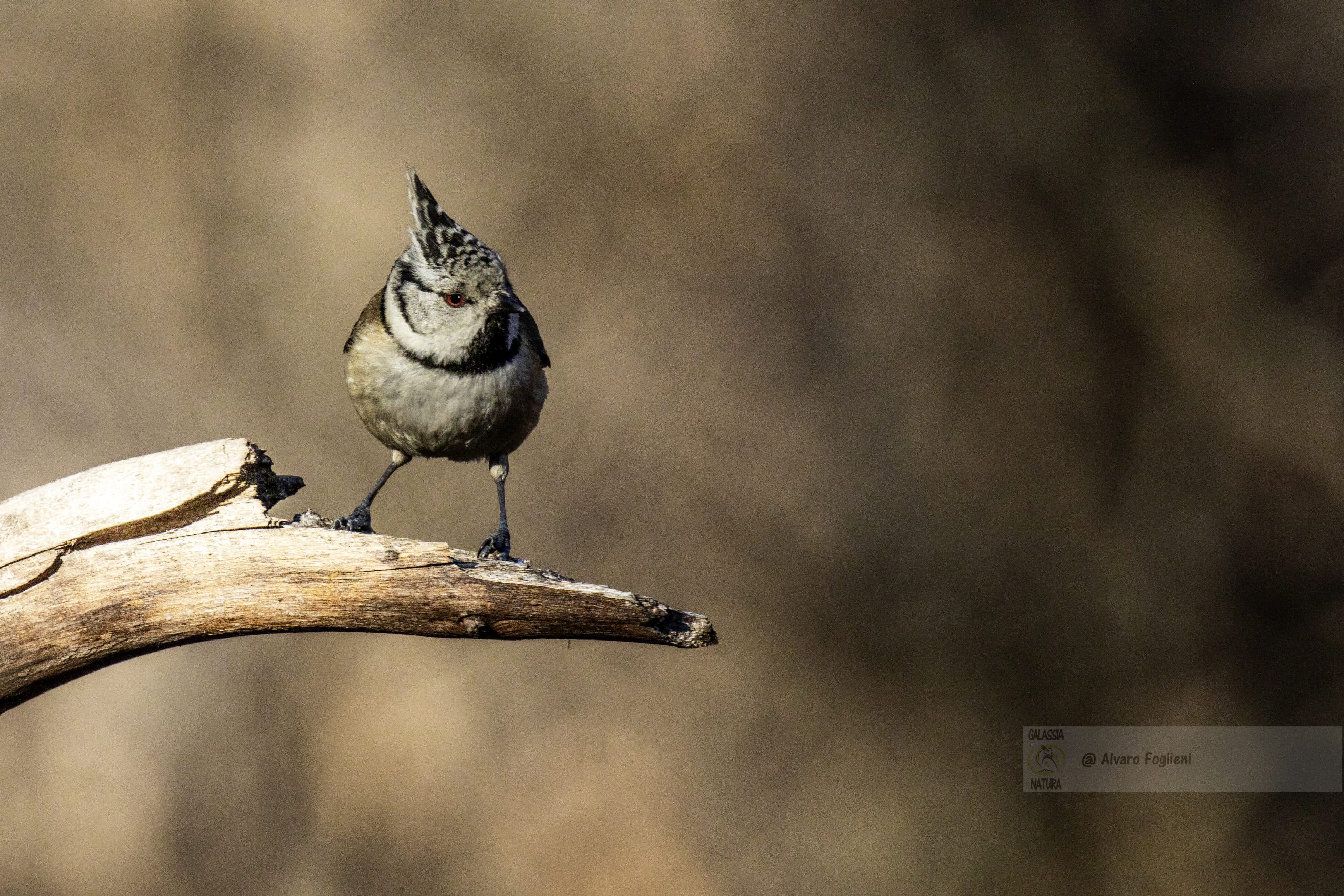 Come non perdere la Cincia dal ciuffo nel mirino; Tecniche di localizzazione rapida; localizzazione soggetti fotografia, Cincia dal ciuffo nel mirino, tecniche fotografia avifauna, punti di riferimento naturalistici