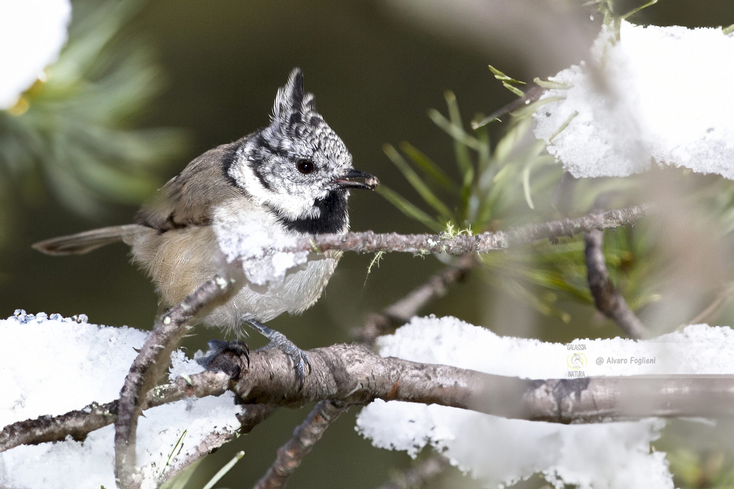 congelamento dei fiocchi di neve in foto, regole del ritratto per fotografia di uccelli, formato RAW vs JPEG in fotografia di neve, impatto ambientale e fotografia di fauna selvatica