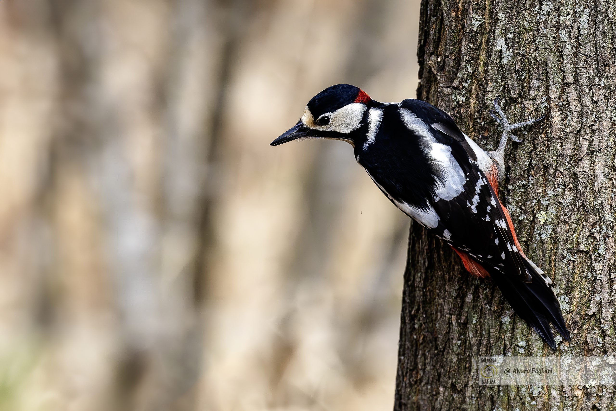 Habitat del picchio; Dieta del picchio; Arrivo primaverile dei picchi; Comportamento territoriale dei picchi; Motivi del battere del picchio