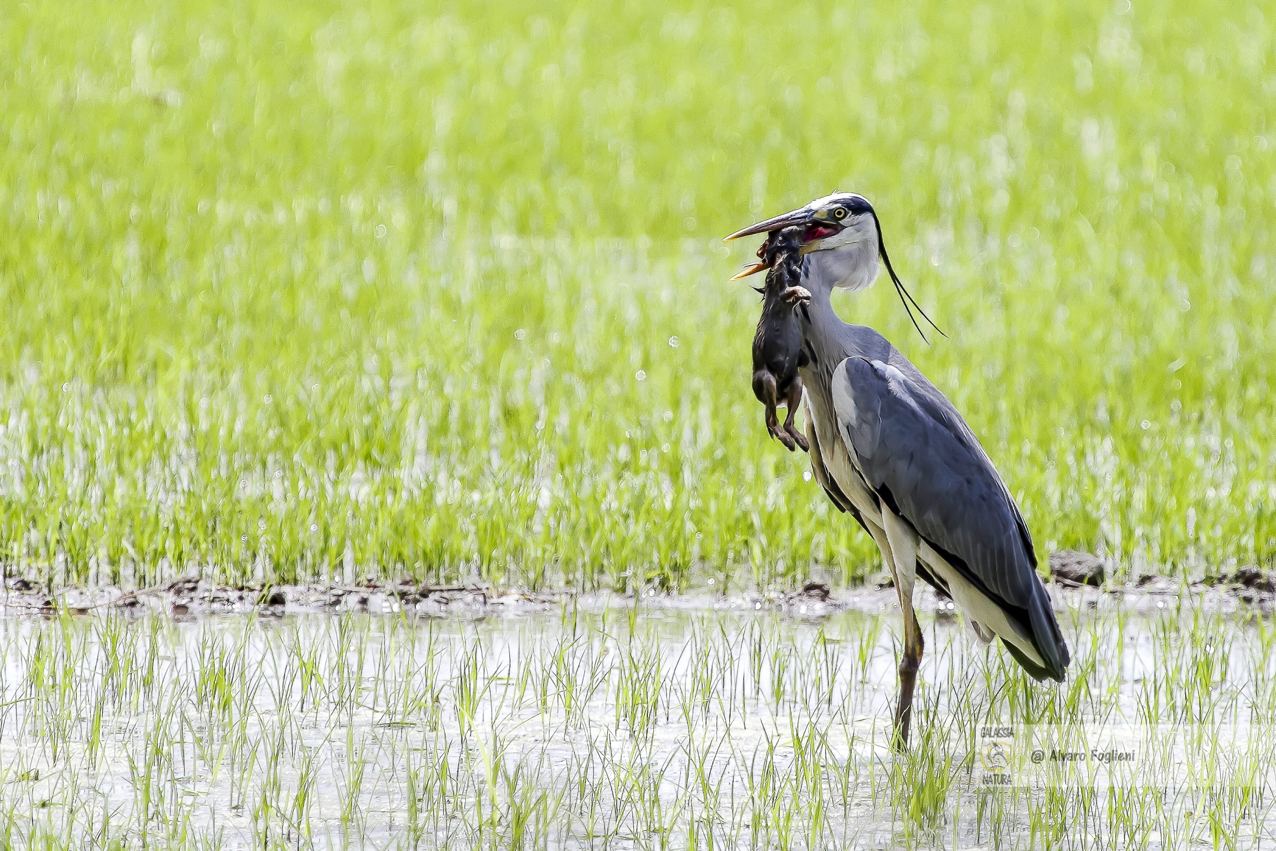 Fotografia Uccelli Selvatici Azione Dinamica, fotografia uccelli, scatto emozionante, attività naturalistiche, rispetto fauna, Caccia fotografica, Gruppo fotografico Milano