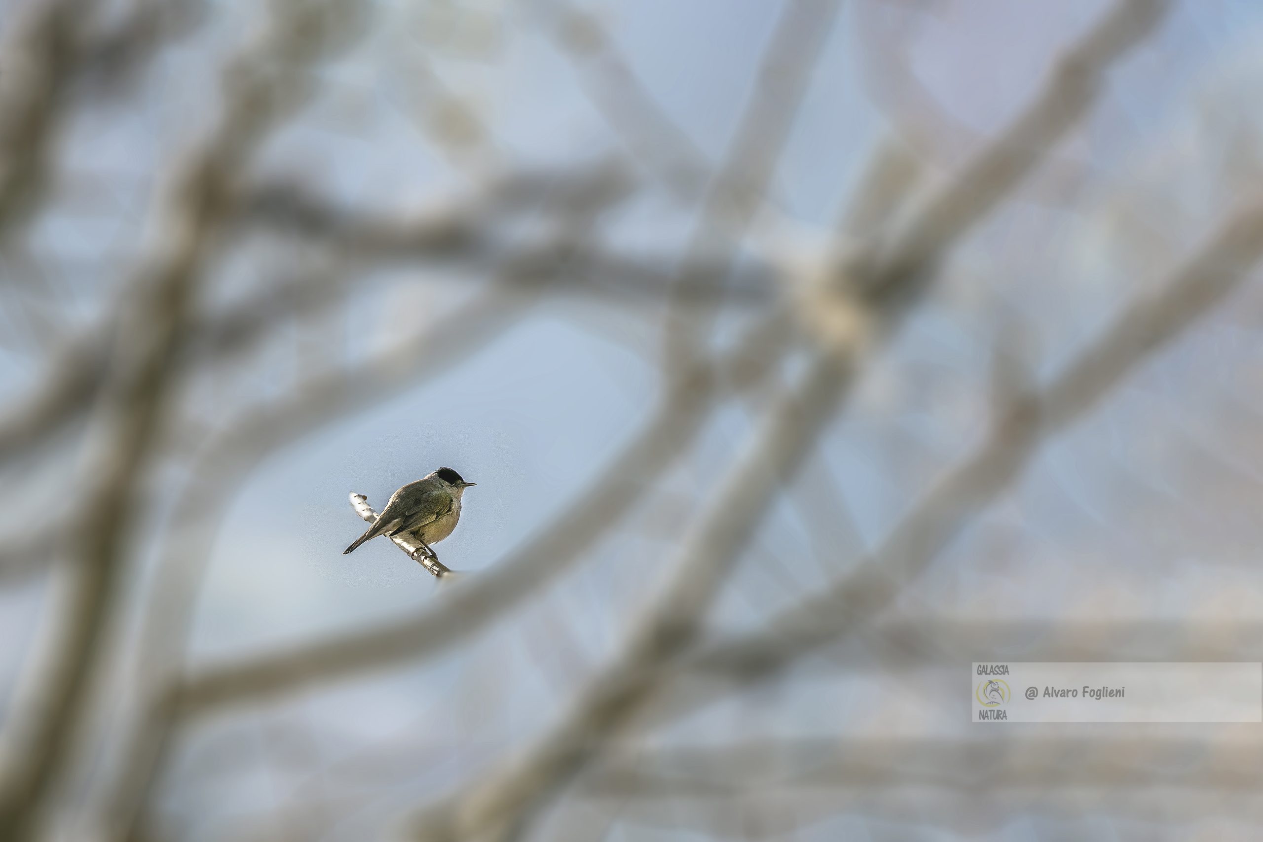 Avvicinamento e Fotografia Capinera in Natura, furtività fotografia natura, comprendere comportamento Capinera, canto territoriale uccelli, avvicinamento silenzioso fauna, Gruppo fotografico Milano