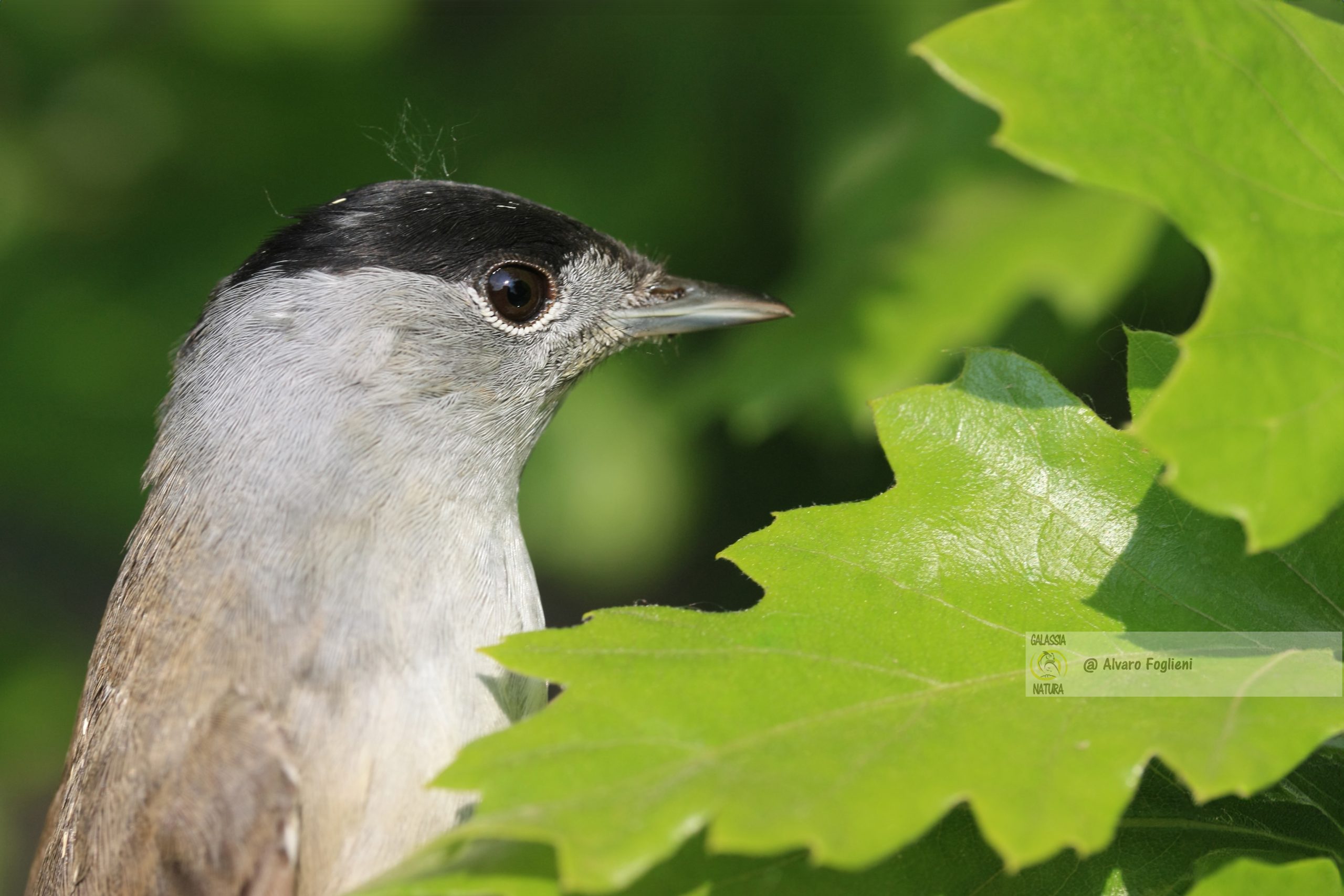 Immagini che Raccontano la Vita Quotidiana delle Capinere, documentazione specie schiva, equilibrio fauna ambiente, conoscenza soggetti fotografia, vita quotidiana Capinera