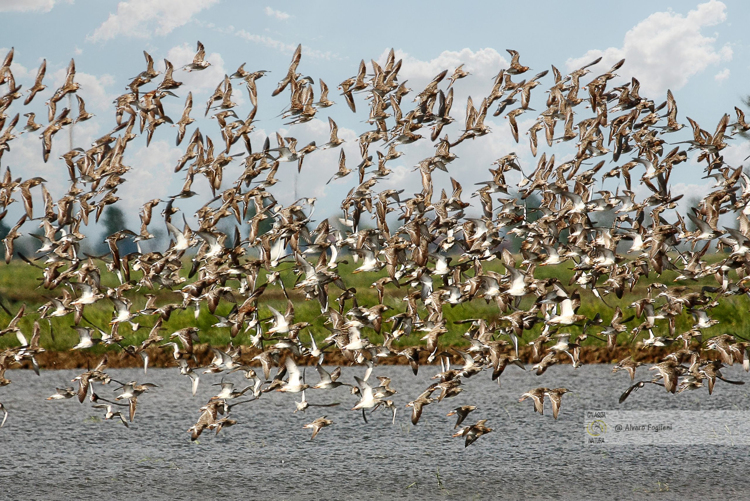 Risaie Allagate: Ambienti Vitali per la Fotografia di Uccelli Selvatici, risaie allagate fotografia, ambiente dinamico risaie, comportamenti uccelli risaie, impatti diminuzione risaie, perdita ambientale natura, fotografia uccelli selvatici