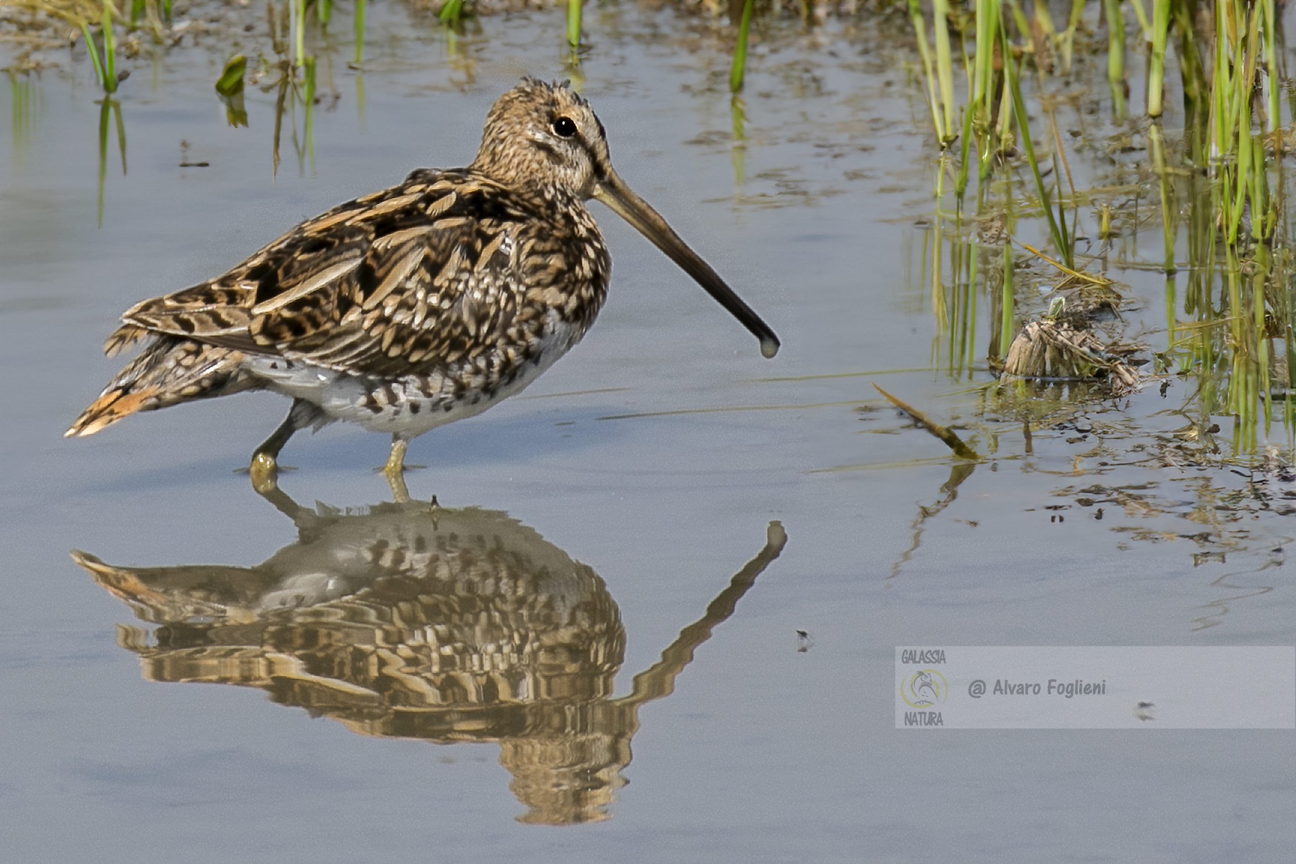 Fotografia di uccelli, Fotografia di riflessi, acque ferme, luoghi adatti,Stagni, laghetti, risaie allagate, acqua mossa