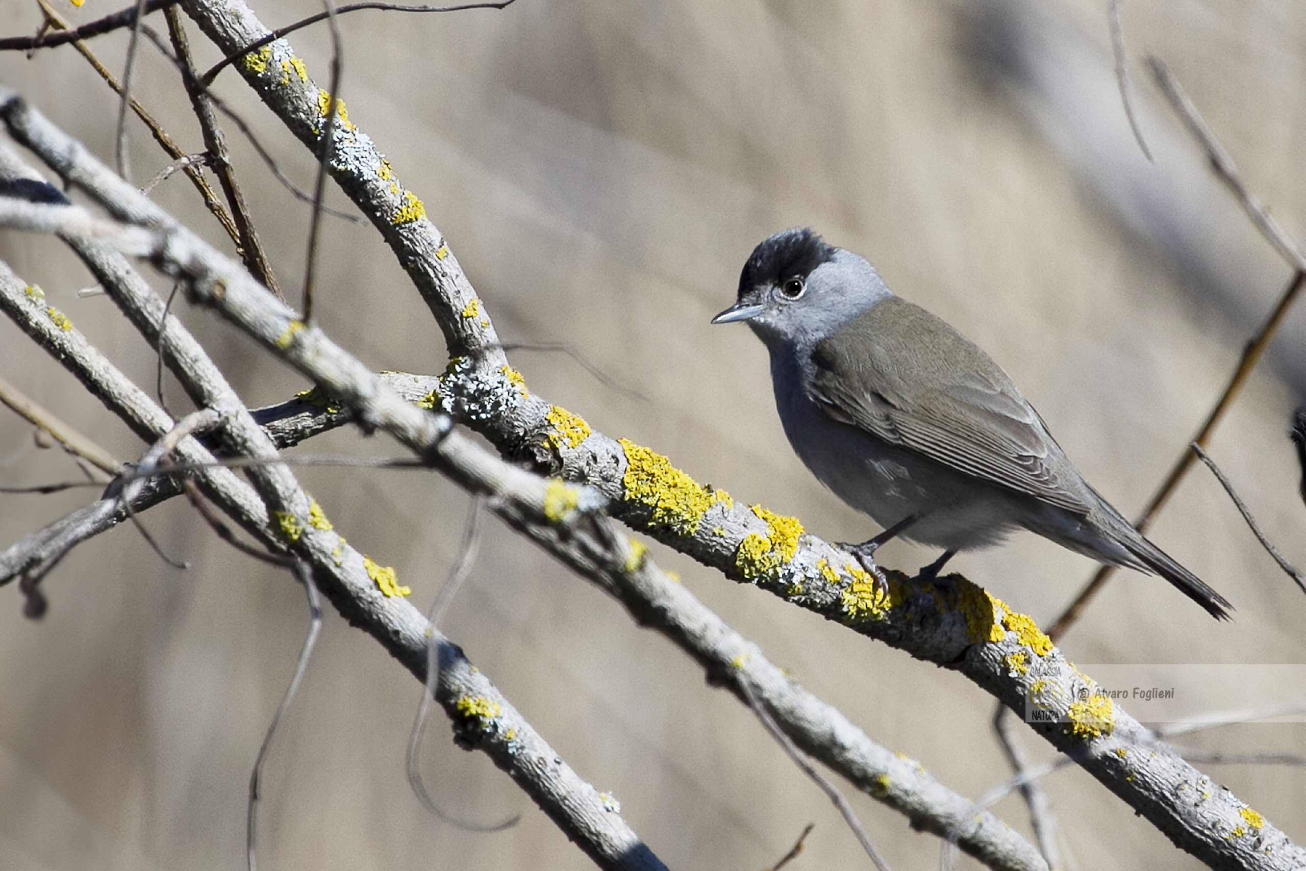 ecniche di Mimetizzazione per Fotografare Uccelli, Gruppo fotografico naturalistico Milano, movimenti furtivi fotografia, nascondigli naturali, ridurre impatto fauna, comportamento osservazione uccello