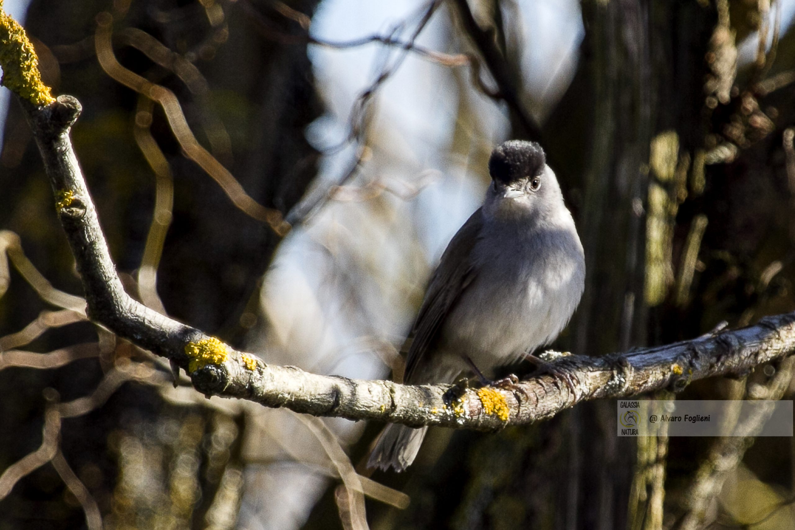 Impostazioni Ottimali per Fotografia d'Azione Uccelli, Proiezioni fotografiche naturalistiche, Gruppo fotografi della natura milanesi, Canon EOS 7D Mark II, scatto raffica autofocus, priorità tempi alta velocità, ISO automatico, apertura f/5,6