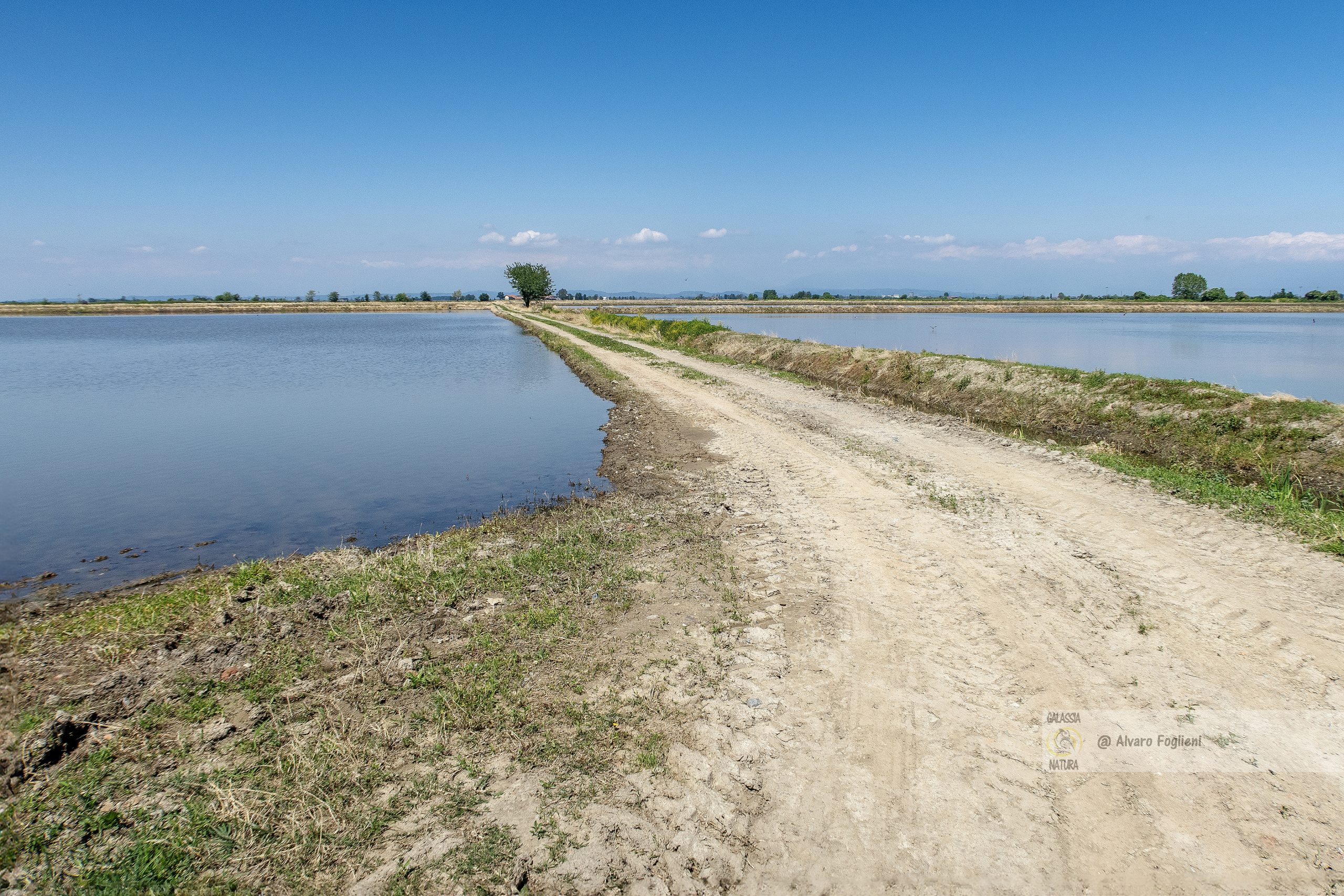 Fotografia naturalistica, risaie, habitat degli uccelli, uccelli selvatici, Fascino delle Risaie Allagate, Fotografi Naturalisti Milano, habitat uccelli risaie, gruppo fotografi naturalisti milanesi, risaie allagate, fotografia avifauna, comportamenti uccelli, zone umide artificiali, atti naturali uccelli