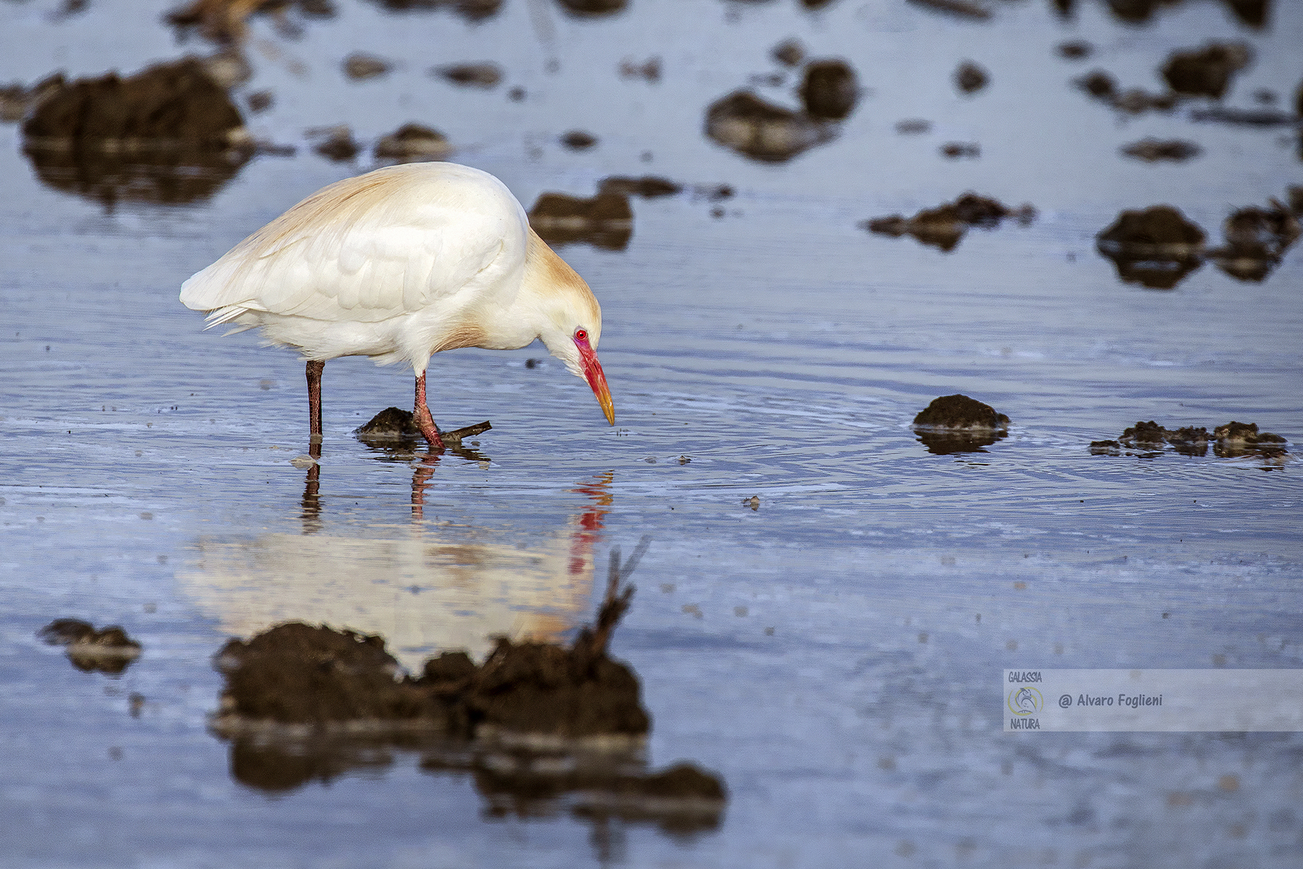 Sfide e Opportunità nella Fotografia di Uccelli nelle Risaie, tecniche fotografiche risaie, sfide fotografia naturalistica, catturare uccelli in movimento, luce riflessa acqua, accessibilità risaie, fotografia avifauna