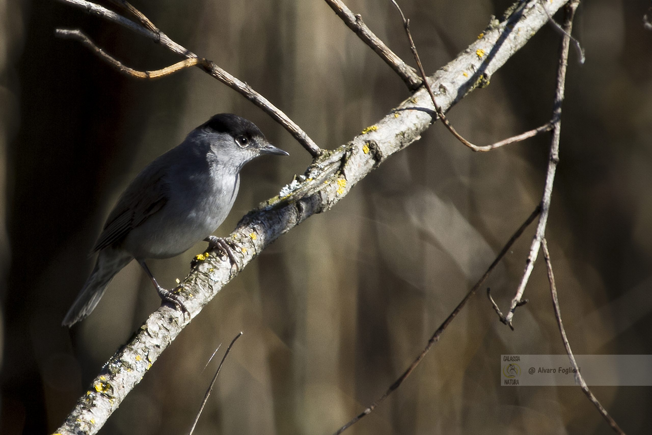 Rispetto Distanza Sicura Fotografando Uccelli, Corso fotografia naturalistica Milano, benessere soggetto fotografia, teleobiettivo distanza sicura, etica fotografia naturalistica, Zoom Canon EF 100-400mm
