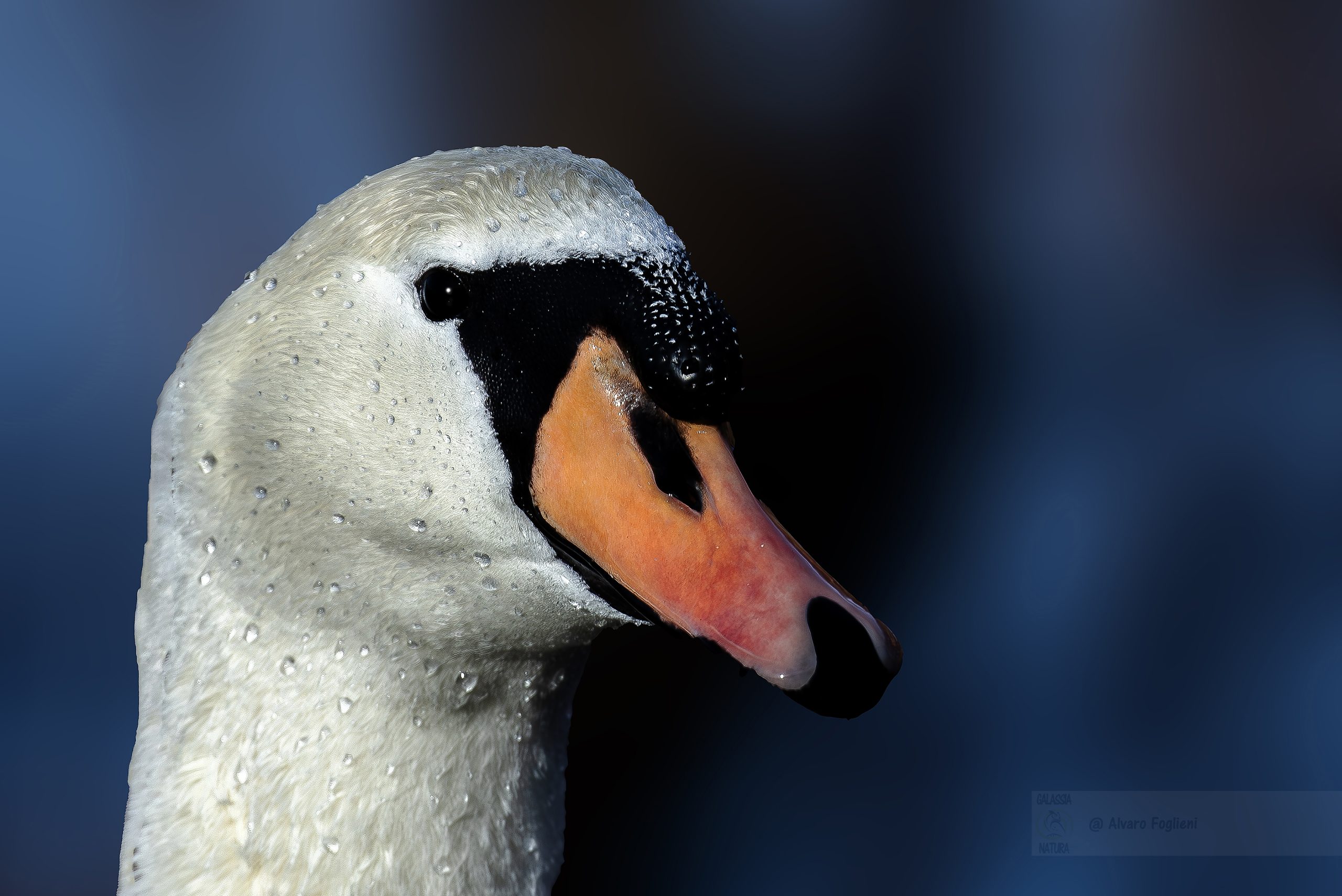 Fotografia naturalistica Milano, ritratti di uccelli, dettagli, Composizioni ravvicinate, caratteristiche specifiche, intimità emotiva