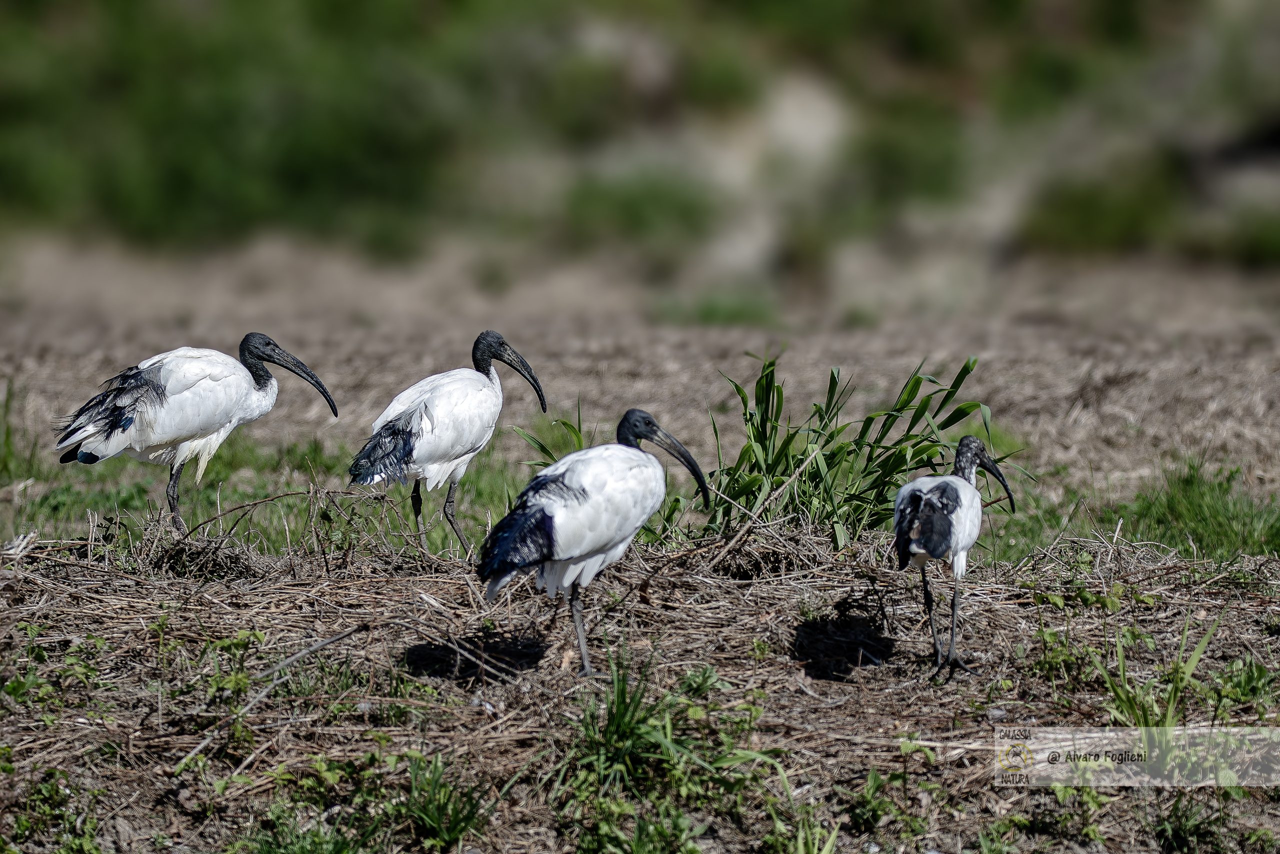 Interazioni Uccelli Fotografia Naturalistica, fotografare uccelli, interazioni soggetti, profondità fotografia, corteggiamento uccelli, Fotografia naturalistica agli uccelli, Gruppo fotografico Milano, Incontri e corsi di fotografia naturalistica