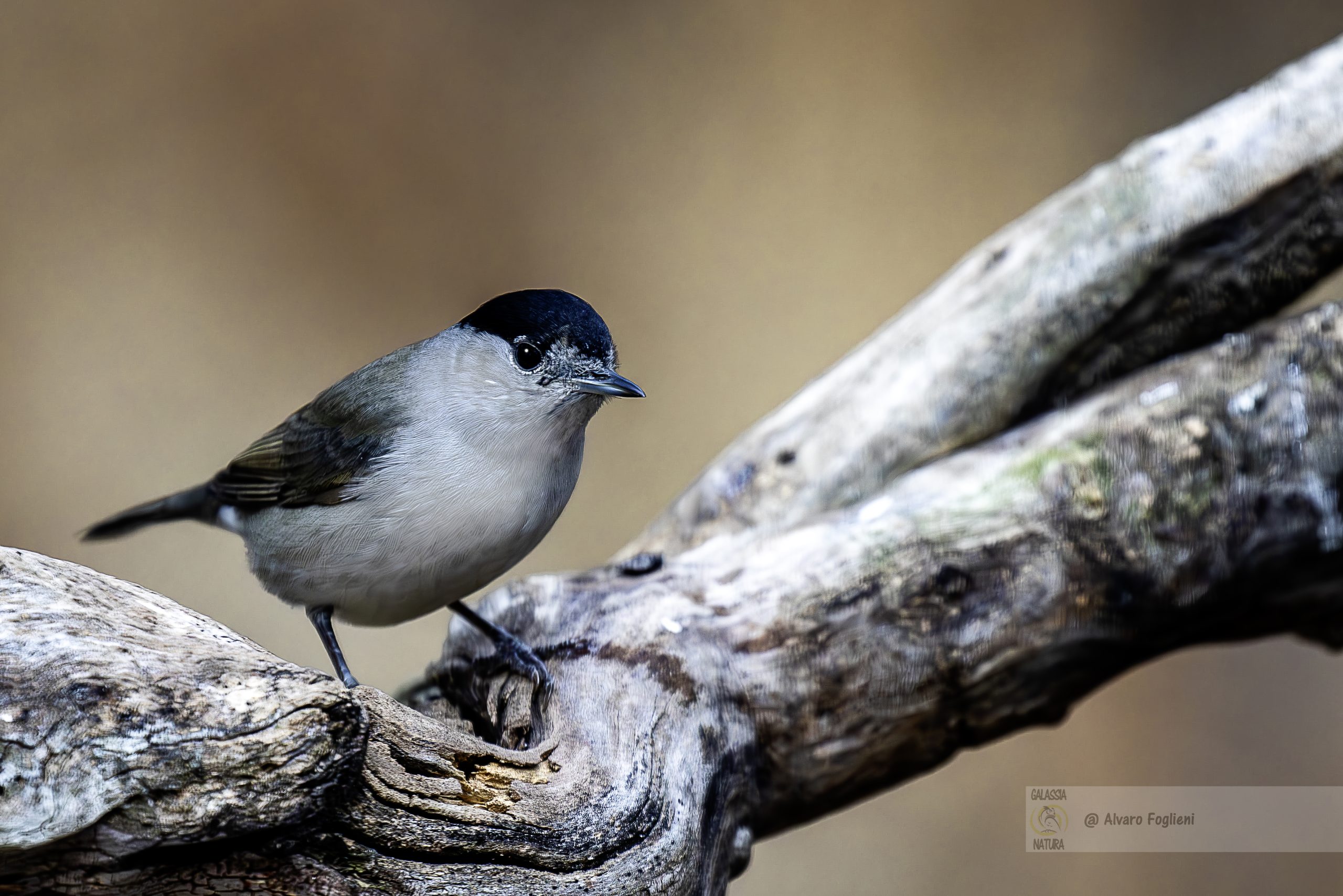 Identificazione e Fotografia Capinera tra Vegetazione, riconoscimento canto Capinera, ambiente vegetazione densa, sfide teleobiettivo, velocità otturatore elevata, autofocus continuo