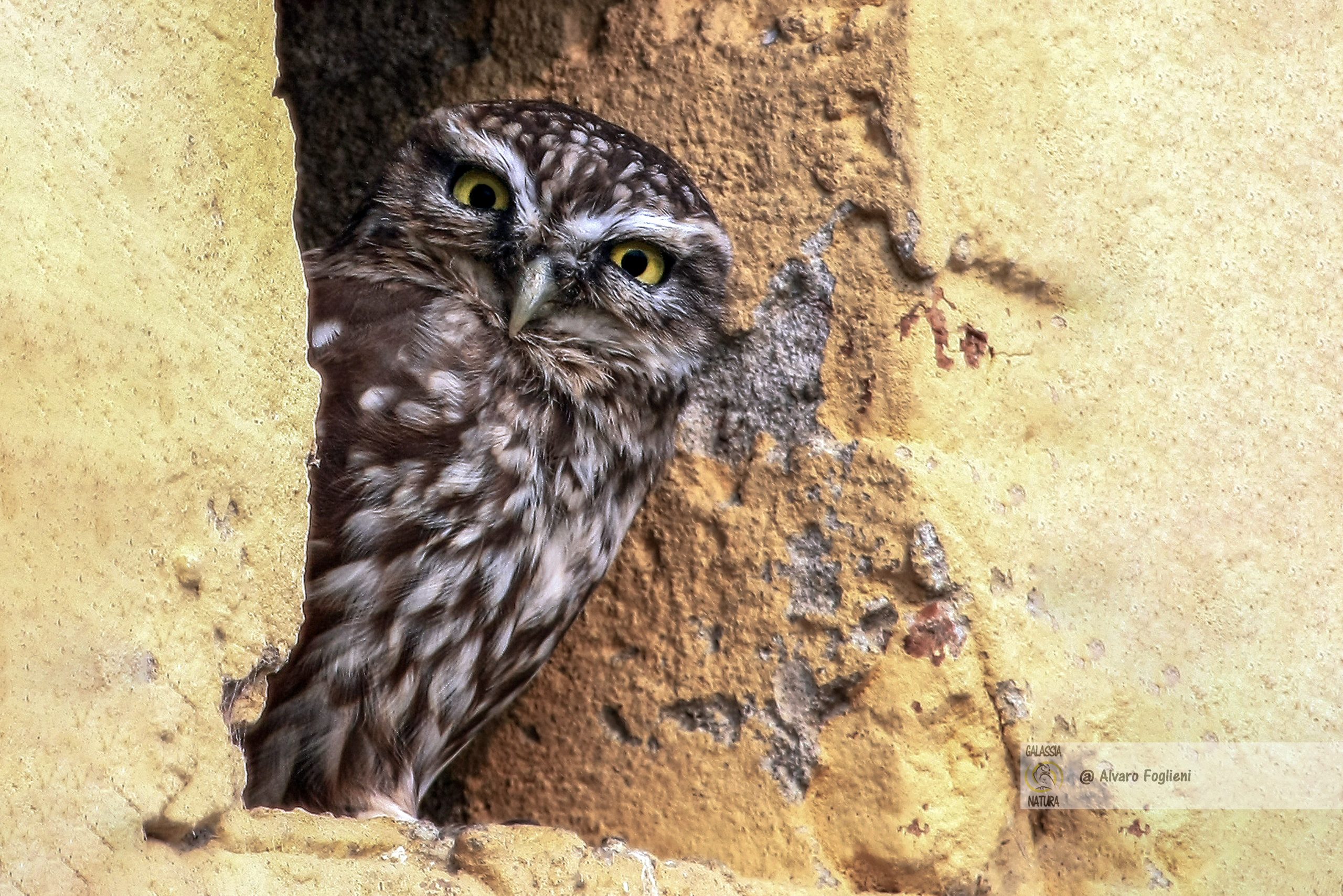 Civetta, Corso Fotografia naturalistica Milano, contatto visivo, espressione degli uccelli, Sguardo diretto, connessione visiva, legame emotivo