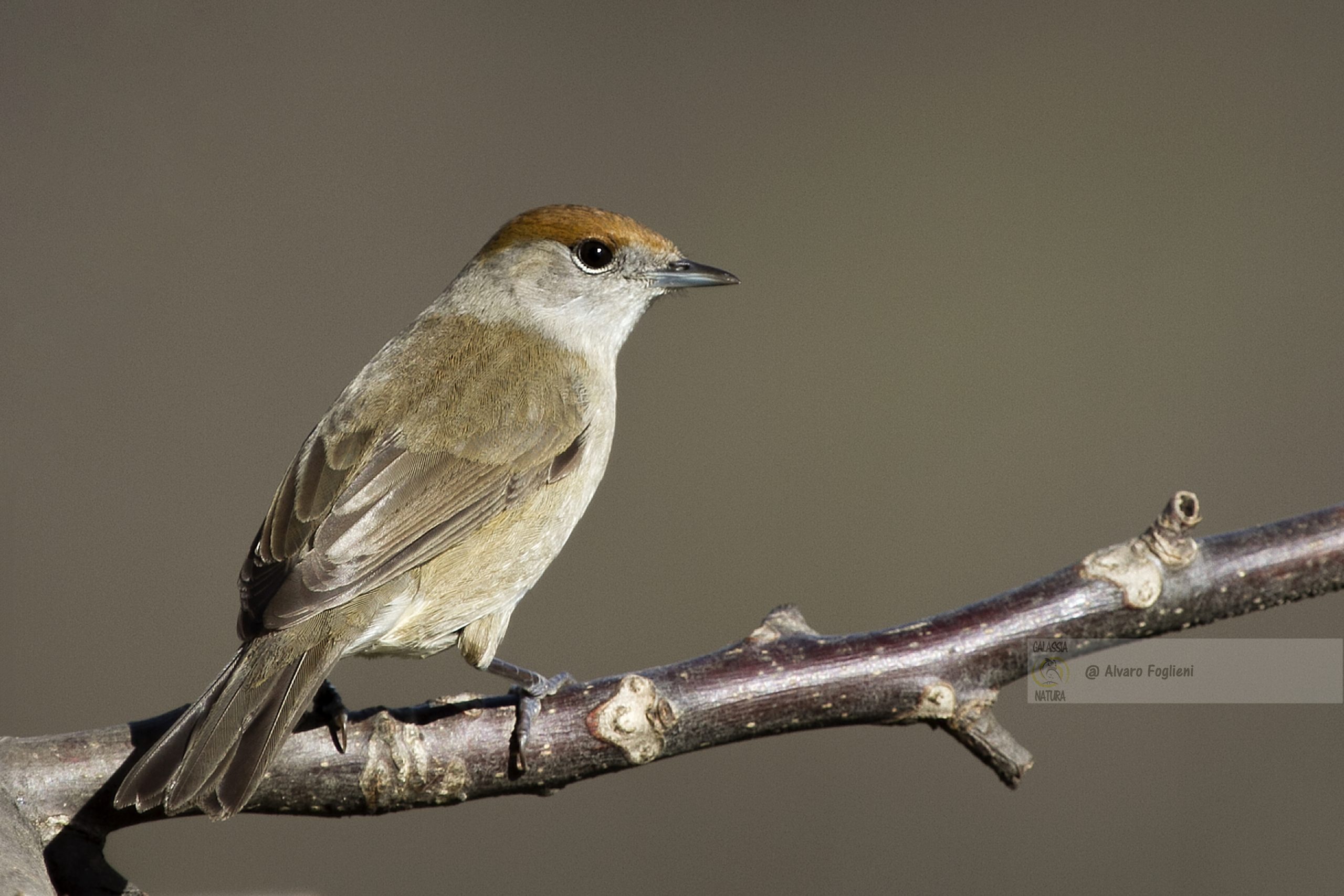 Pazienza e Strategia nell'Inquadrare Uccelli, Incontri di fotografia naturalistica Milano, pazienza fotografia fauna, difficoltà inquadratura, movimenti uccelli, posizionamento fotografo