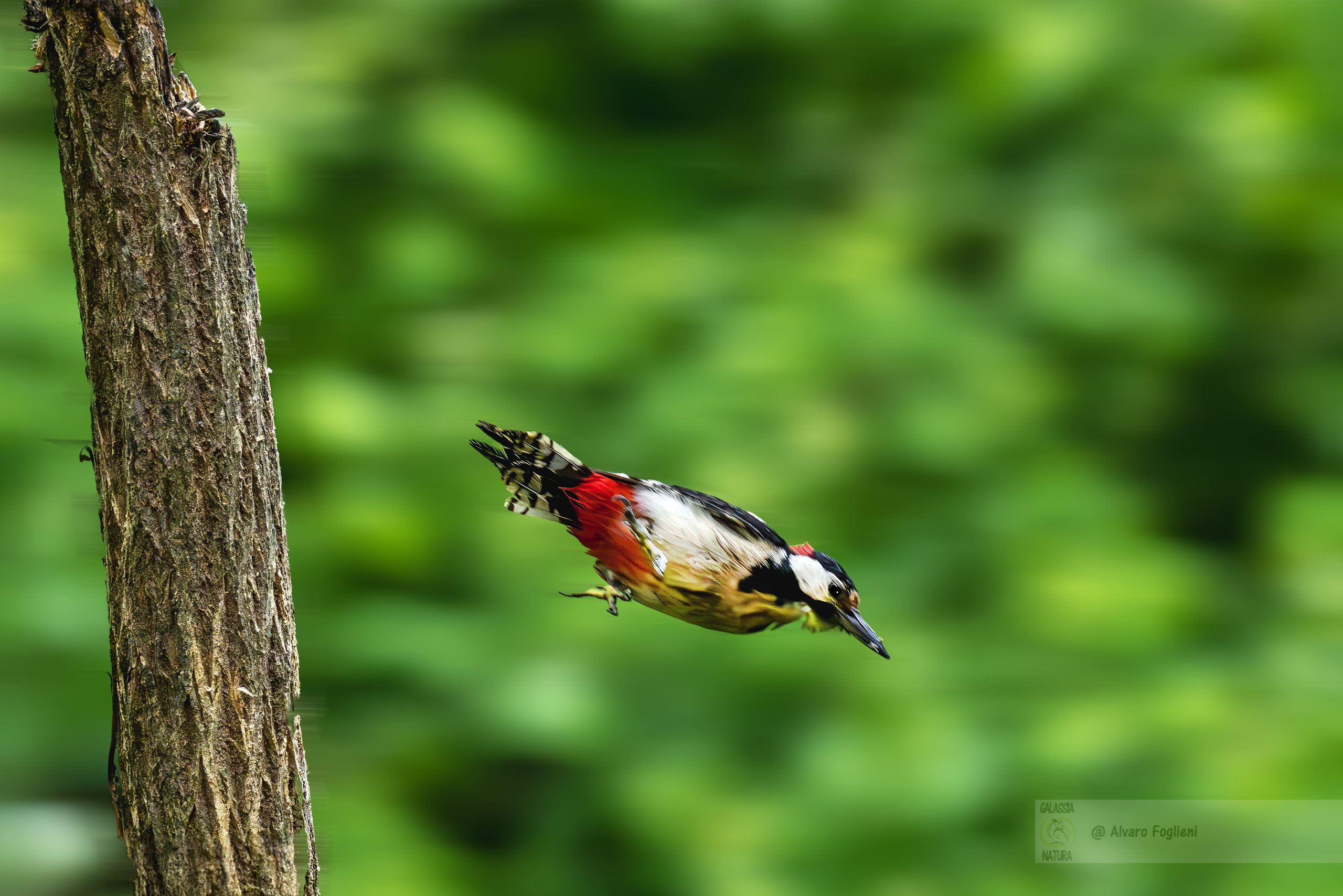 Fotografia naturalistica Lombardia, tecnica motion blur, tecnica panning, Senso della velocità, energia, azione dinamica, volo