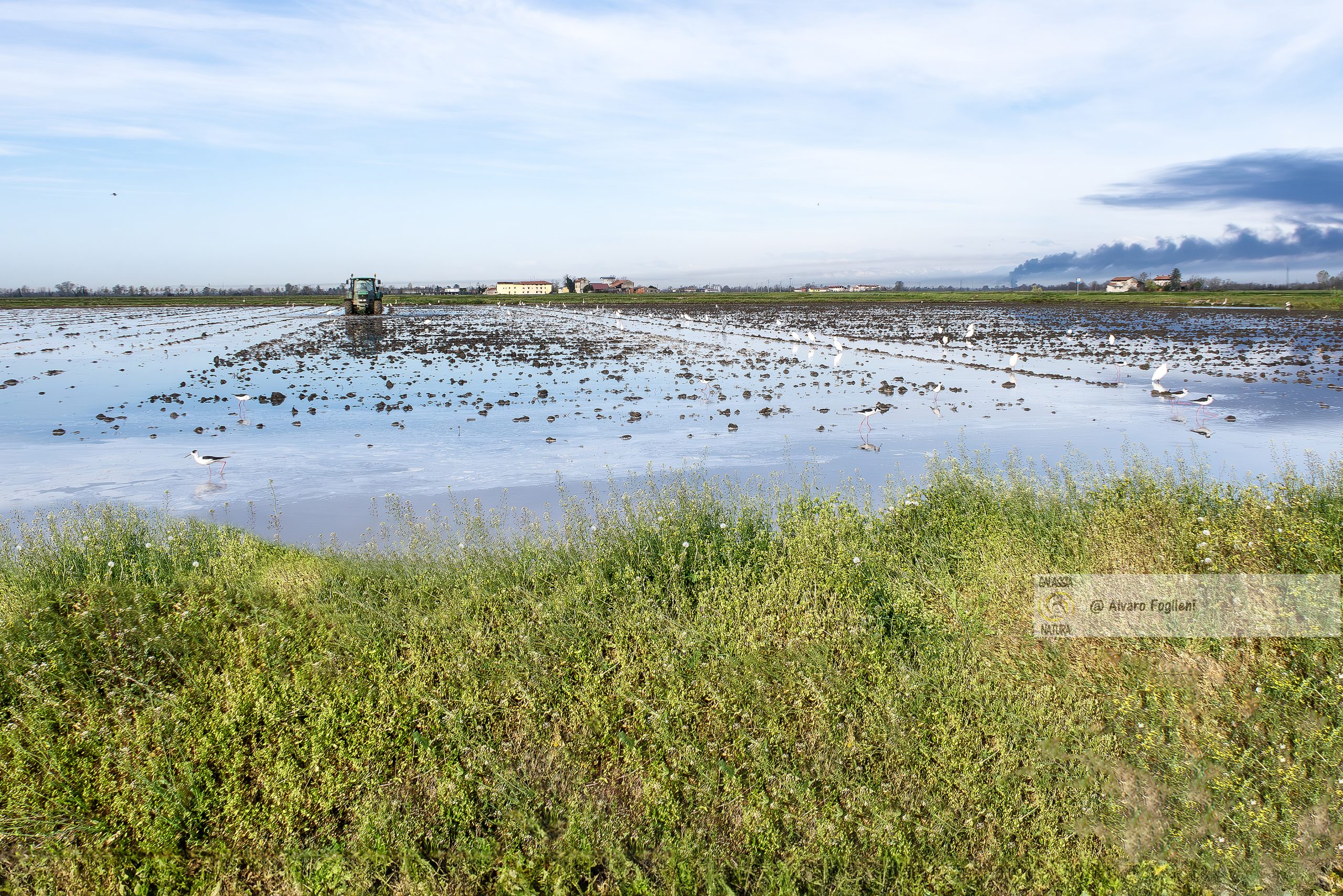 Impatti della Coltivazione del Riso in Asciutta sulla Fauna Selvatica, risaie per riso in asciutta, innovazioni agricole risaie, efficienza idrica risicoltura, impatti coltivazione asciutta, avifauna risaie, fotografia naturalistica, preoccupazioni ambientali, Gruppo fotografico Milano