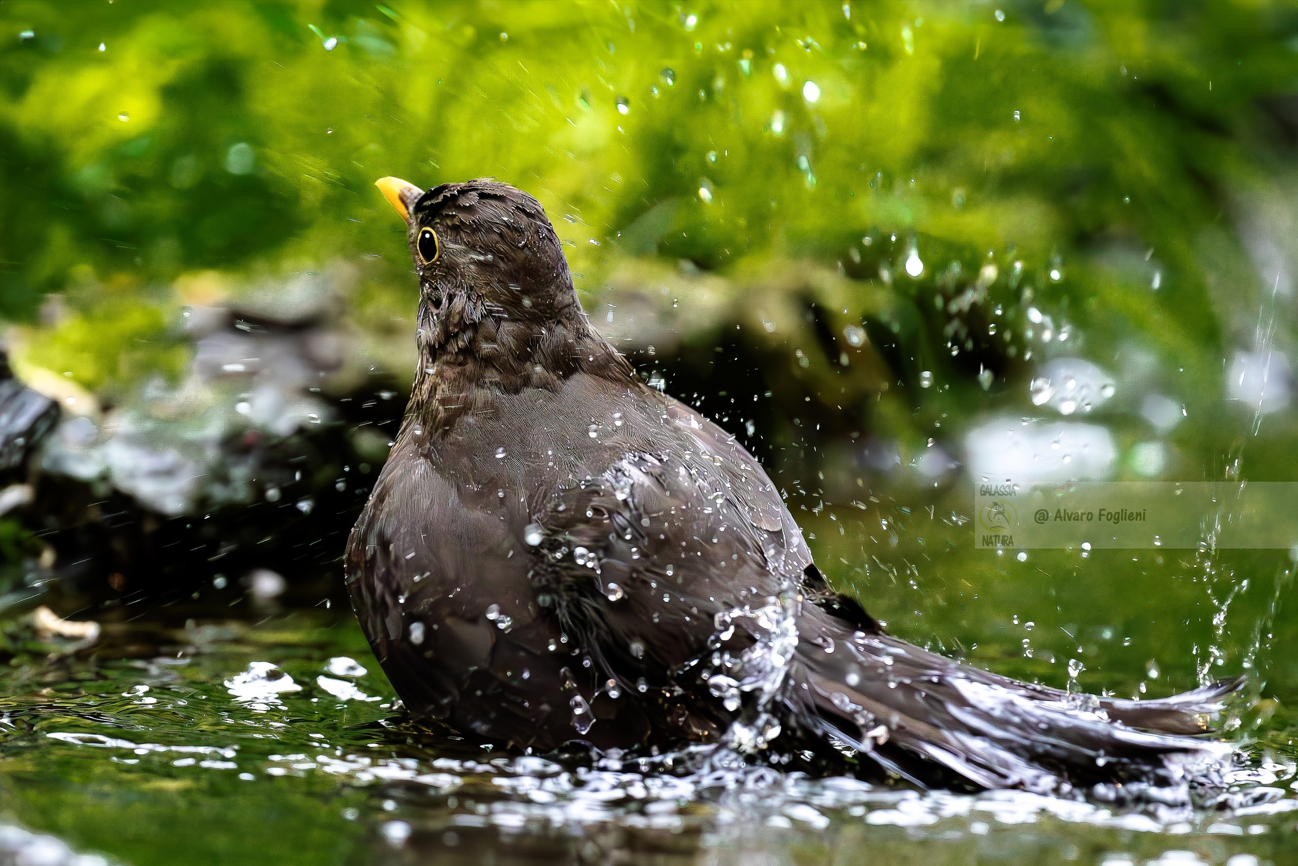 Fotografia naturalistica Laghi lombardi, comportamento degli uccelli, vita vissuta uccelli, Azioni naturali, nutrirsi, corteggiare, lottare, lavarsi