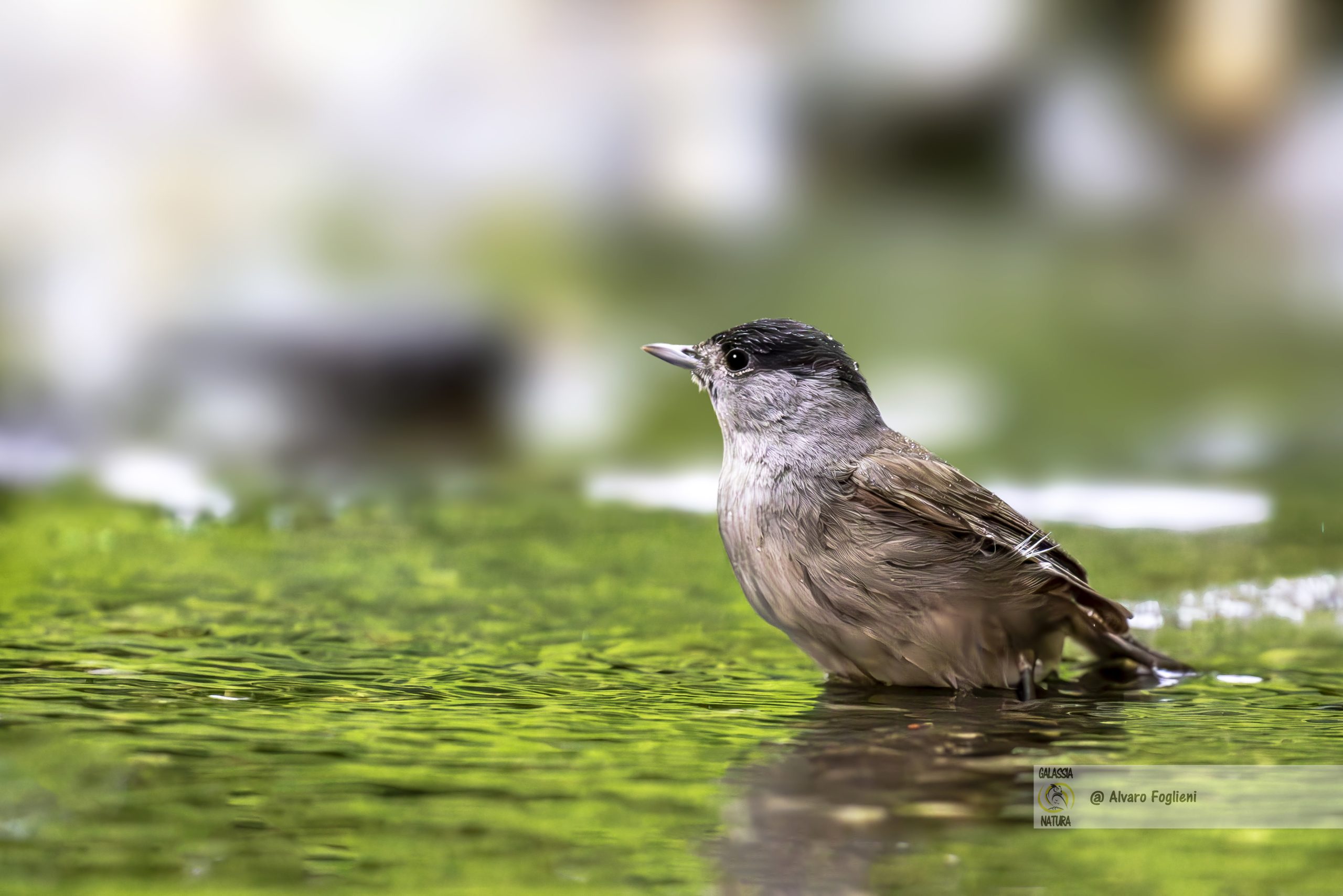 Documentare Comportamenti Naturali Capinere con Fotografia, Capinera regolazione temperatura, bagno uccelli natura, fotografia comportamento istintivo, calore estivo impatto fauna