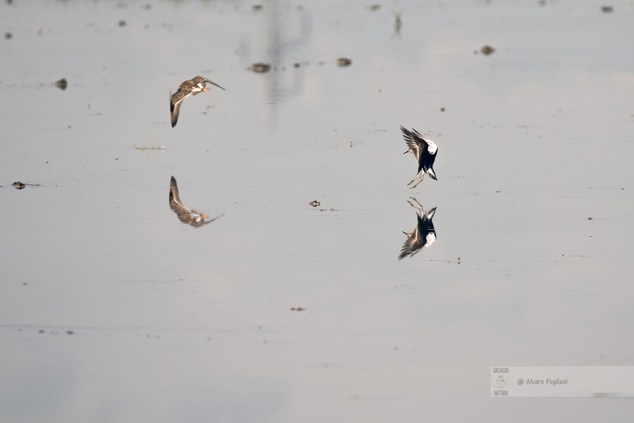 Fotografia di riflessi, pazienza, comportamento degli uccelli, Disturbo minimo, comportamento naturale, composizione visivamente interessante, Fotografi della natura Milano