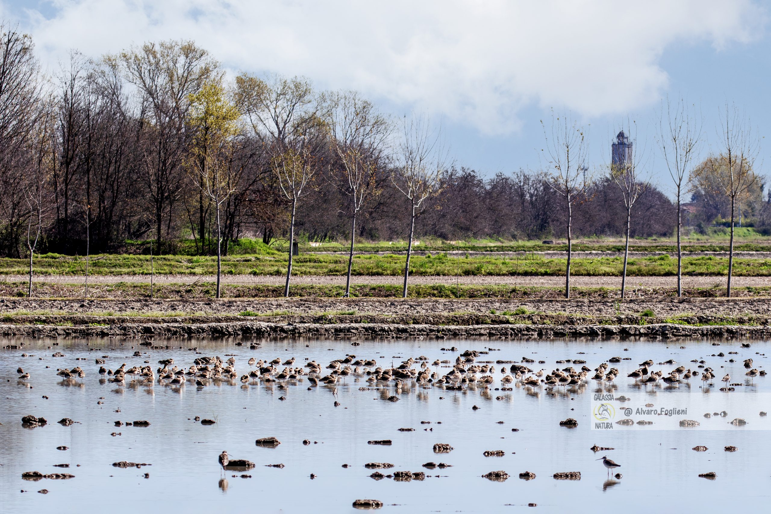 Perdita di Habitat Avifauna nelle Risaie e Impatti sulla Fotografia, habitat avifauna risaie, rotte migratori uccelli, impatti riso in asciutta, diversità biologica risaie, sfide fotografia naturalistica, risaie allagate vs asciutte