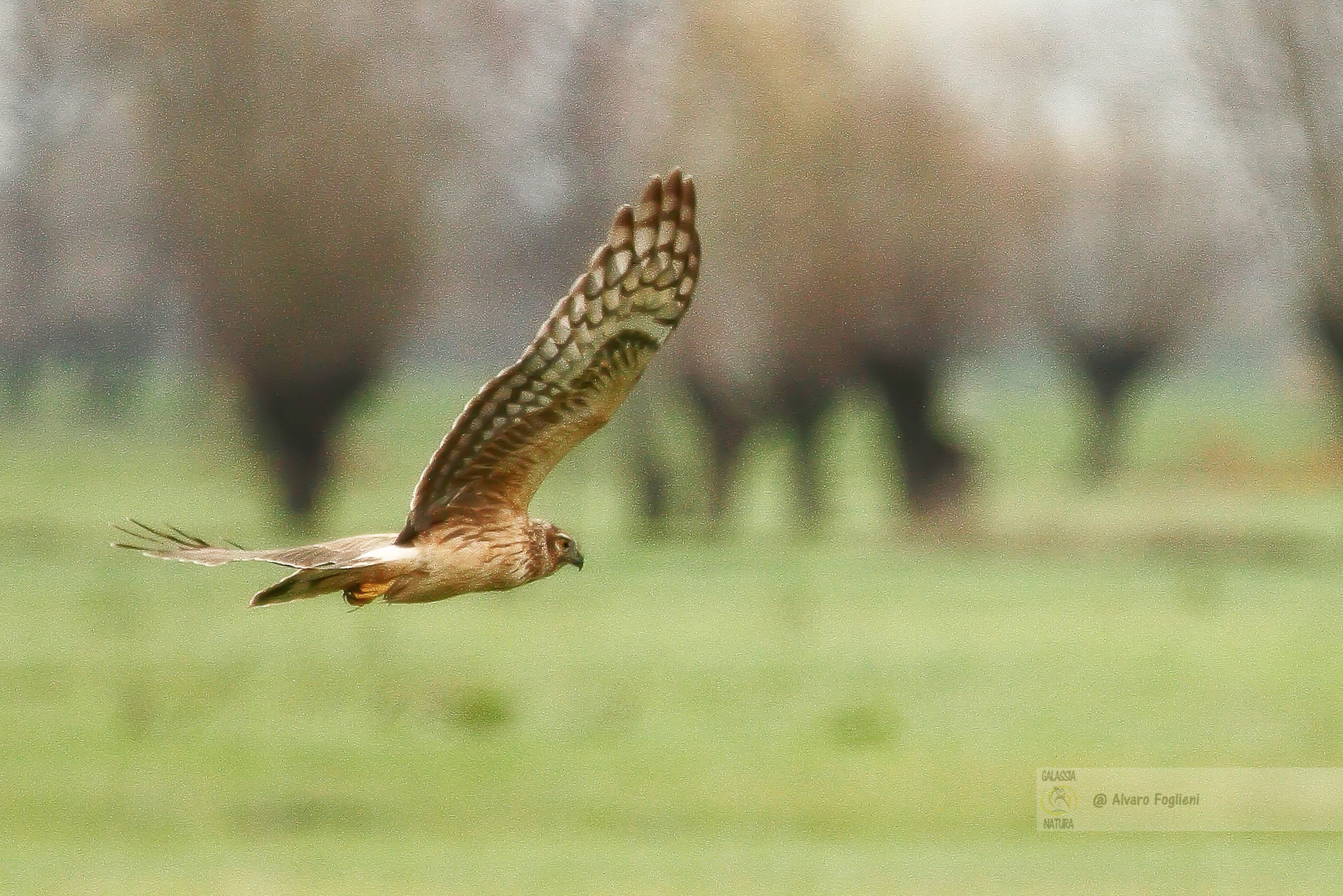 Fotografia naturalistica, Incontro con la natura La Vita Selvaggia Attraverso l'Obiettivo, Albanella Reale nella Tempesta, gruppo fotografico Milano