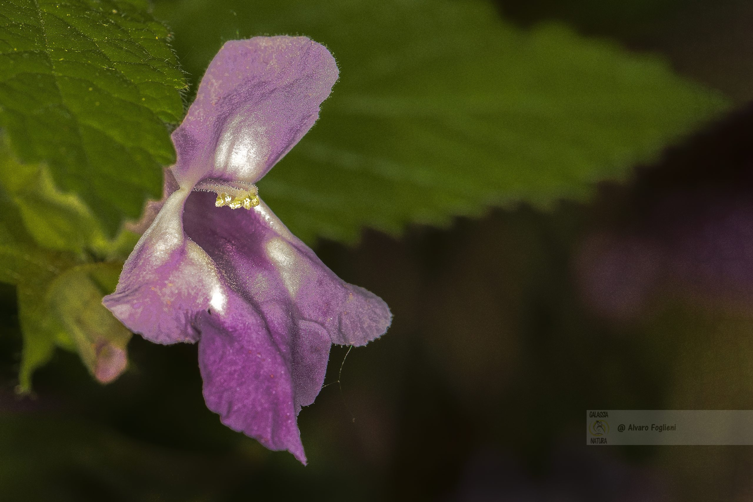 Fotografia floreale, Tecniche di fotografia di fiori, Prospettiva in fotografia, macro ai fliori, close up ai fiori, fotografare i fiori da vicino,