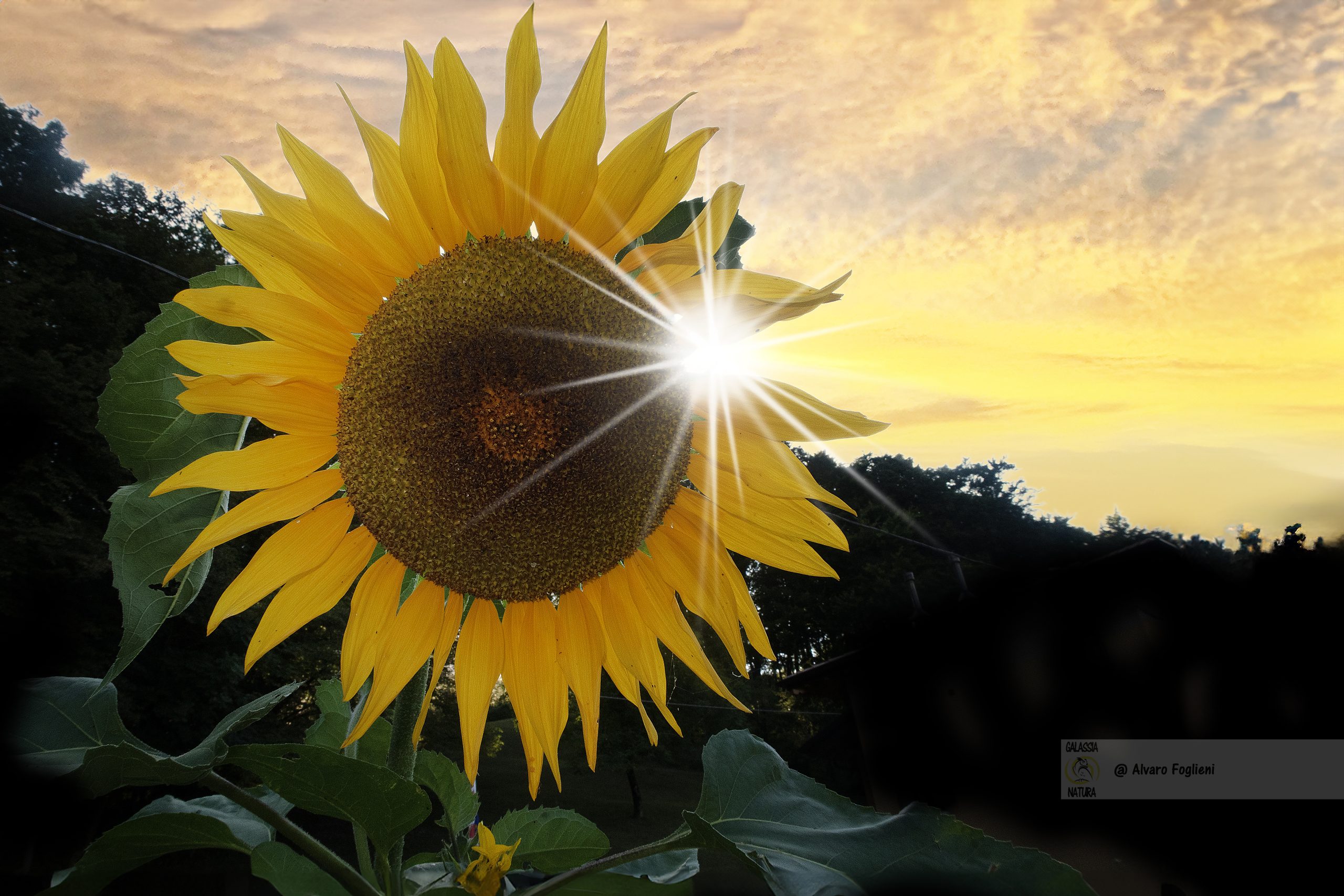 insetto_sul_fiore_in_fotografia_macro, fiore_che_si_eleva_sopra_gli_altri_in_un_campo_floreale, macro_fotografia_floreale_con_angoli_unici