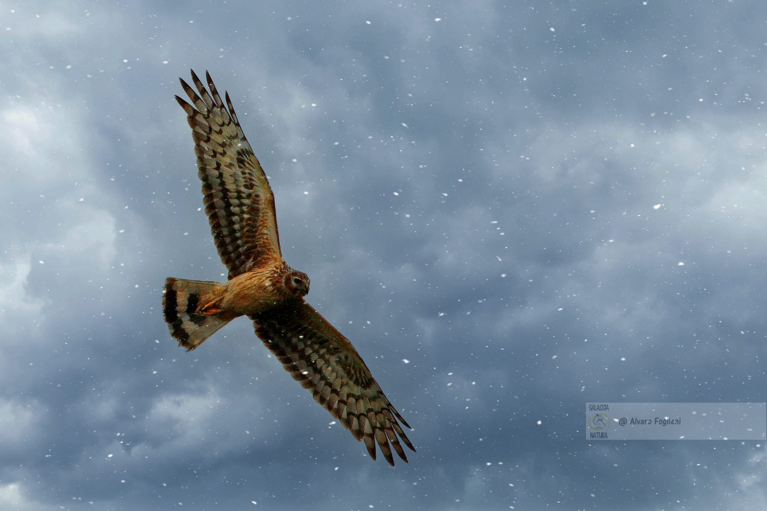 Neve e fauna selvatica, Tecniche di fotografia in condizioni avverse Tra Freddo e Neve, La Fotografia Naturalistica dell'Albanella Reale, caccia fotografica Milano