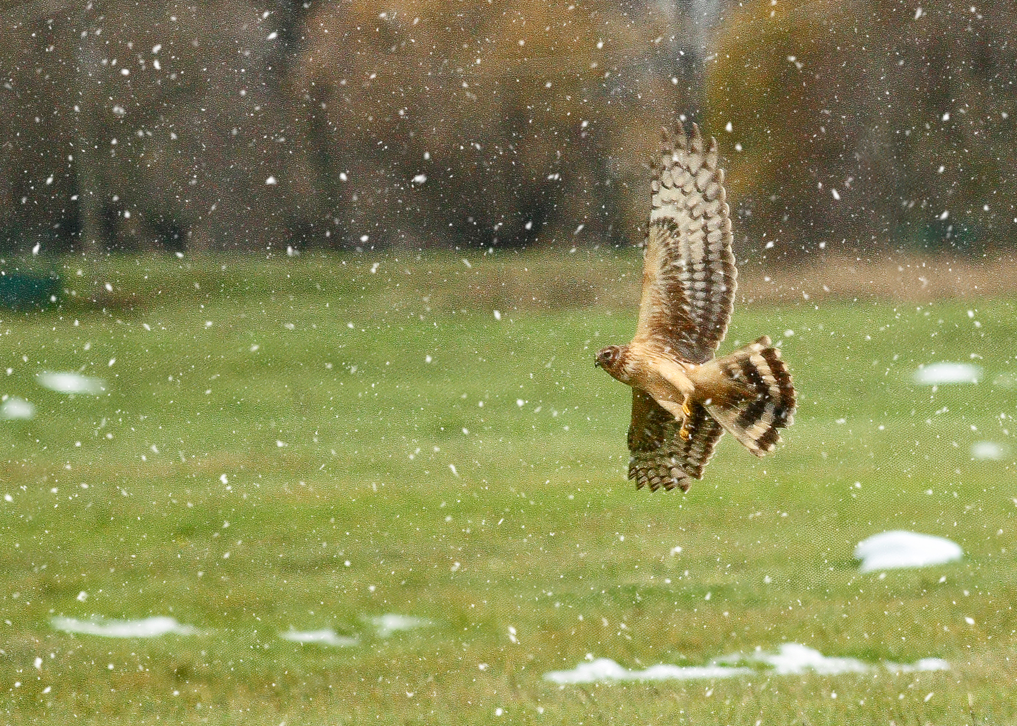 fotografare i Rapaci in volo, Fotografare l'Albanella reale sotto la neve, caccia fotografica, fotografia naturalistica milano, circolo fotografico Milano