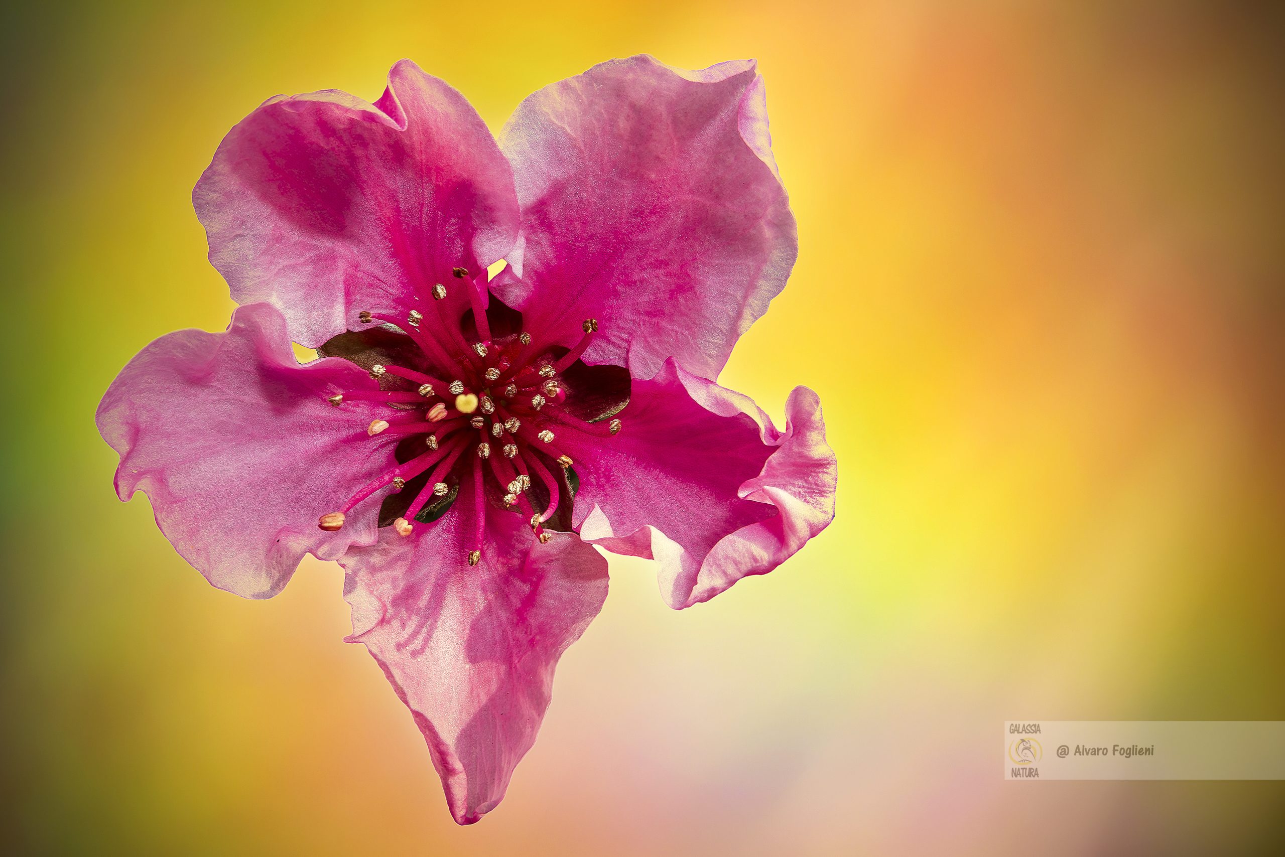 Profondità di campo in macro fotografia ai fiori, Illuminazione in macro fotografia, Fotografare fiori spontanei, corso macro fotografia ai fiori Milano, gruppo fotografico Milano
