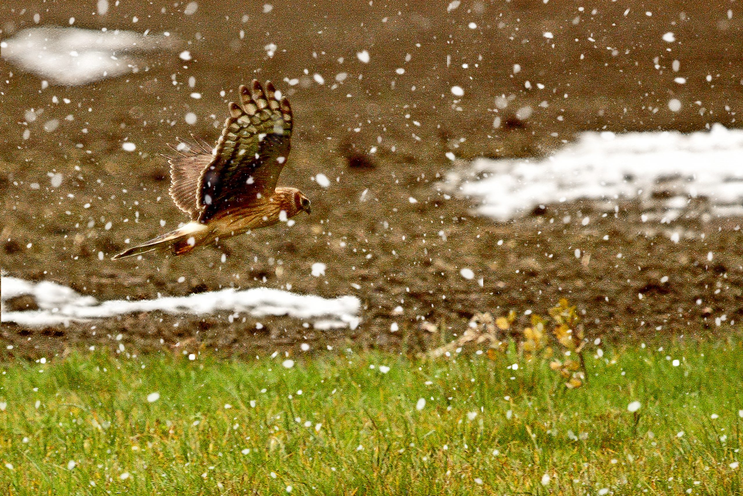 Esperienza di fotografia naturalistica in inverno, Sfide di fotografia con scarsa luminosità, Gruppo fotografico Milanese, Corso fotografia naturalistica Milano