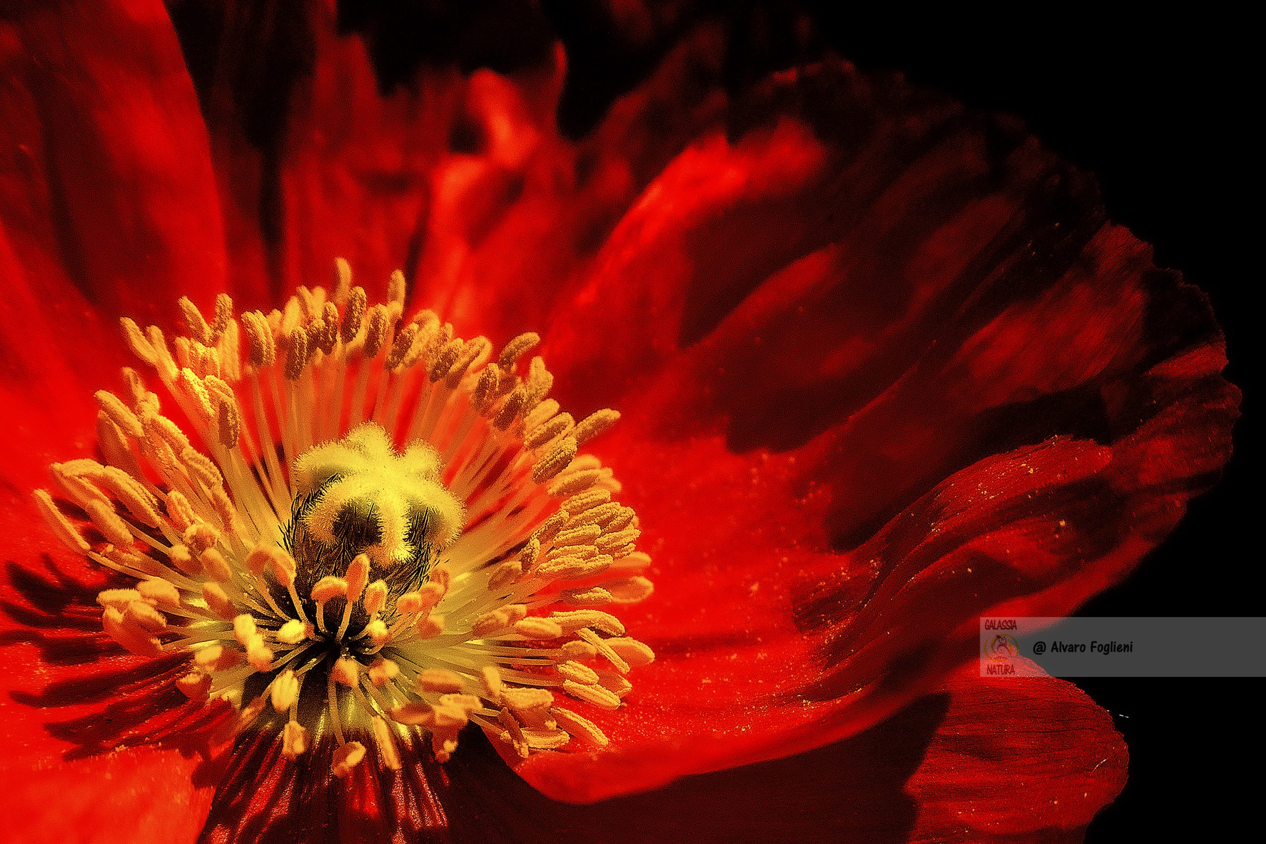 Tecniche avanzate di macrofotografia, tecniche-fotografia-floreale-prospettive-creative, Tecniche Avanzate di Fotografia Floreale, Prospettive Creative macro fotografia, gruppo fotografico macro fotografia