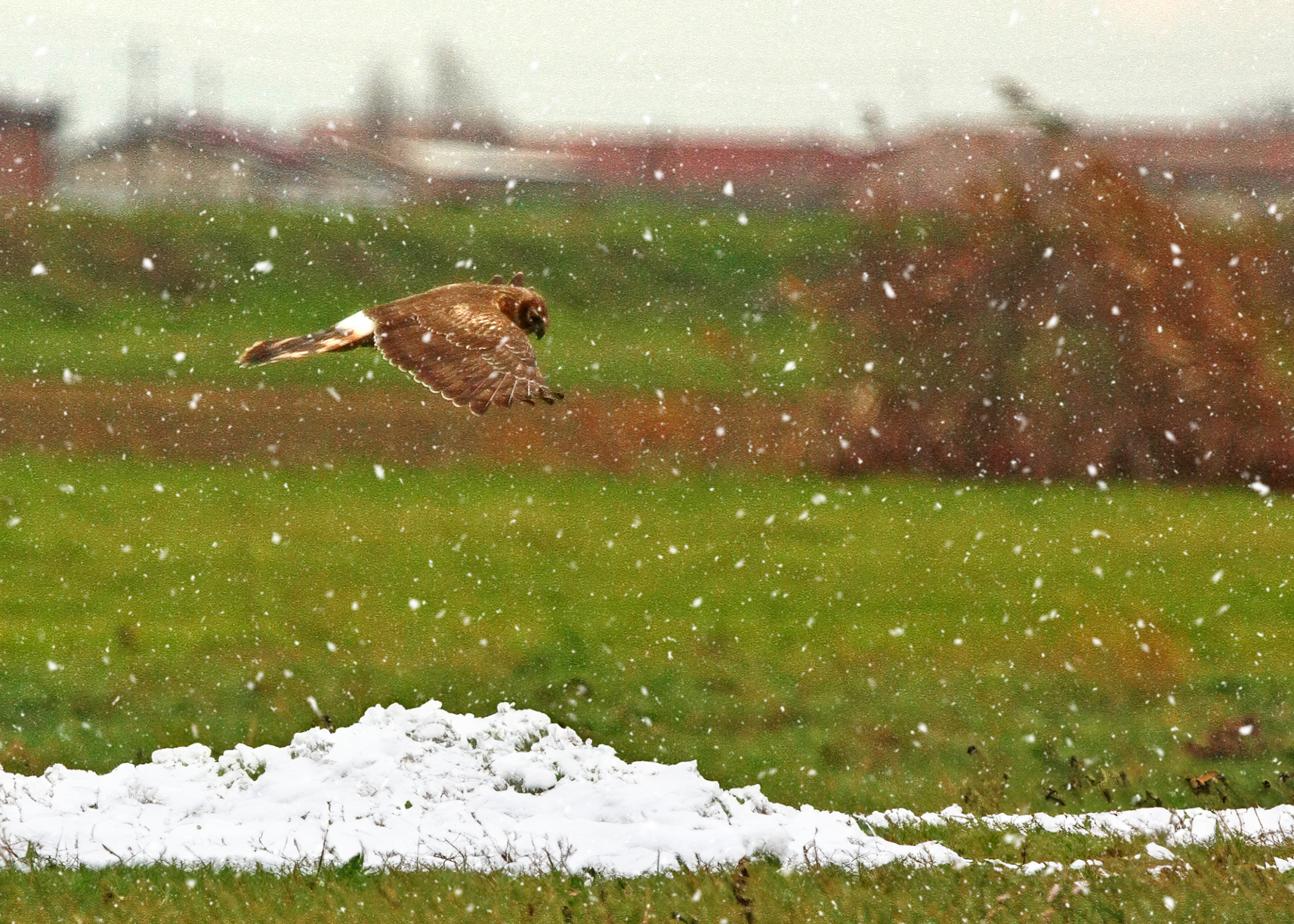 Immagini naturalistiche di rapaci, Momenti di vita selvaggia catturati in foto, Incontri fotografi Milano, Foto natura Milanese