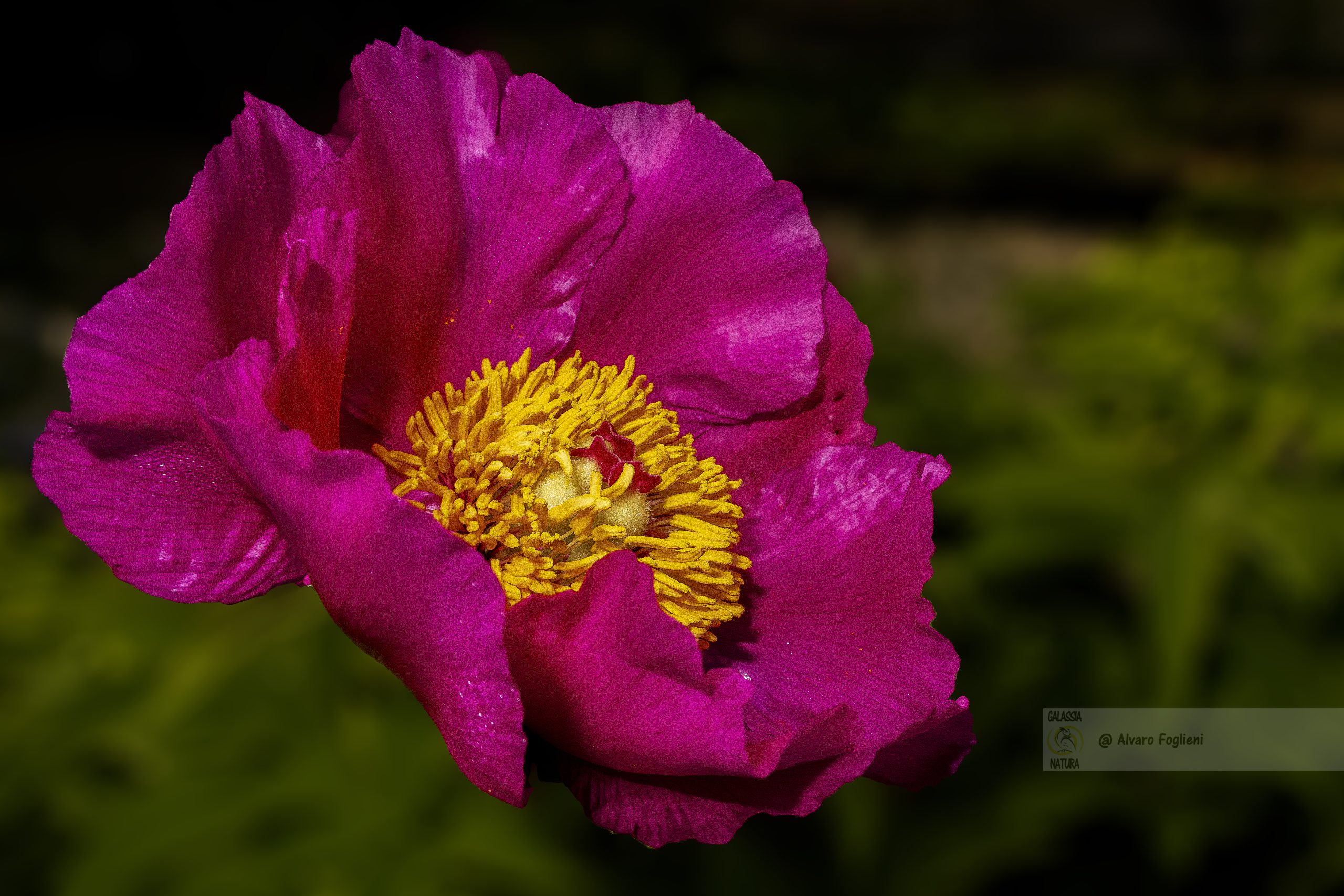 La Magia della Prospettiva Giusta nella macrofotografia Floreale, Angolazioni Creative per Immagini Floreali Sorprendenti, L'Arte della Fotografia Floreale, Dalla macro Zenitale alla macro da sotto il fiore