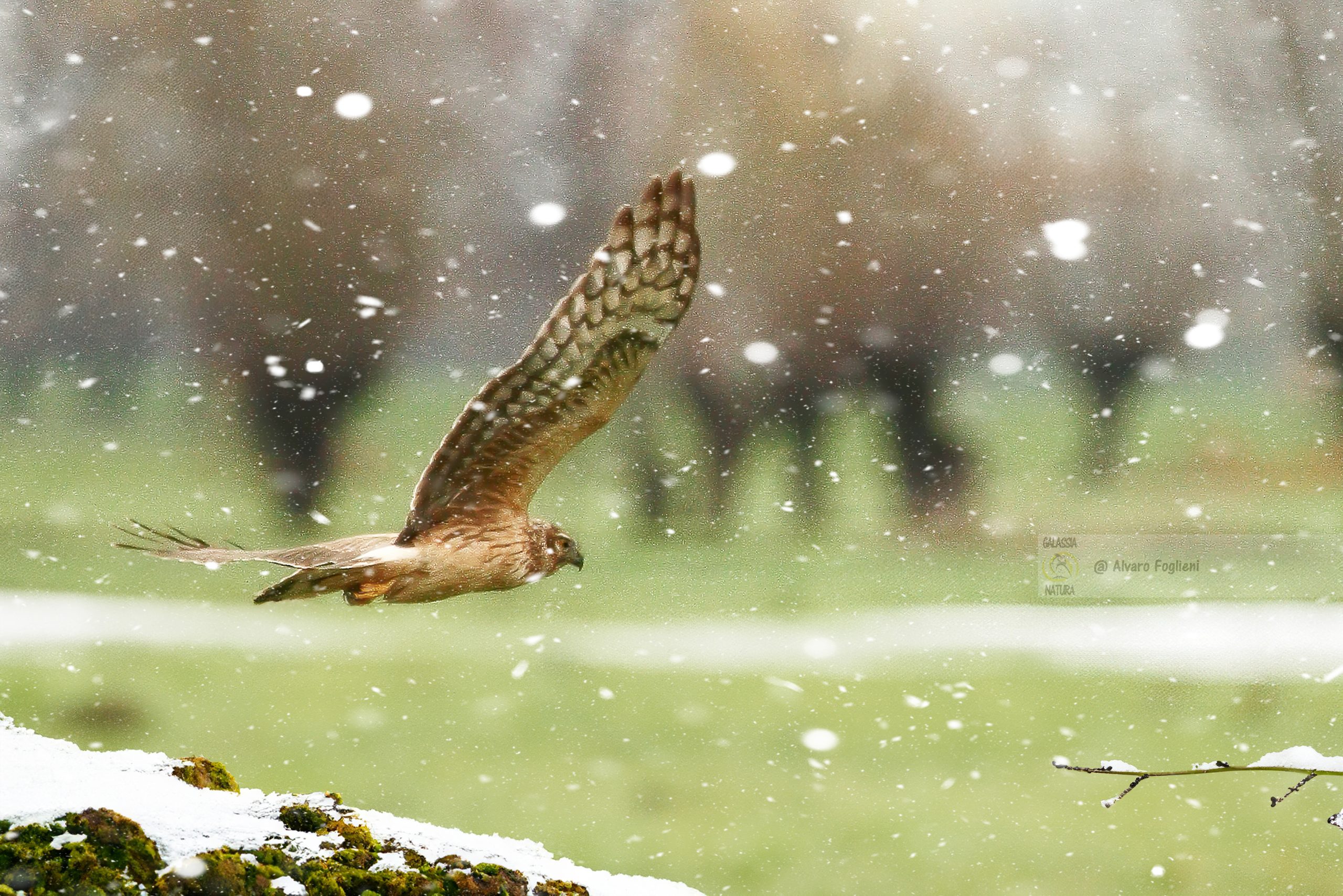 Impostazioni della fotocamera per nevicata, Fotografia di fauna selvatica in condizioni di luce difficili, workshop fotografia naturalistica Milano