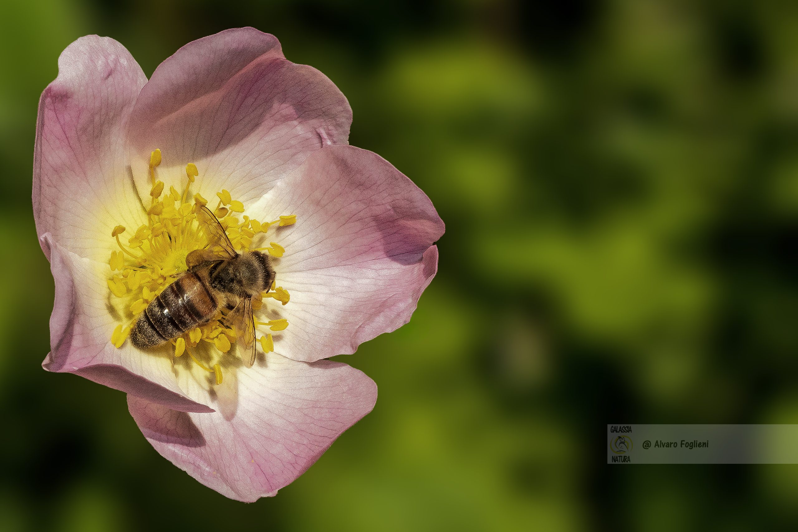 L'Individualità in Natura, Catturare Fiori che Spiccano, Distinguersi nella Fotografia Macro di Fiori , Conclusioni di macro fotografia, Crescita e Creatività nella Fotografia Floreale