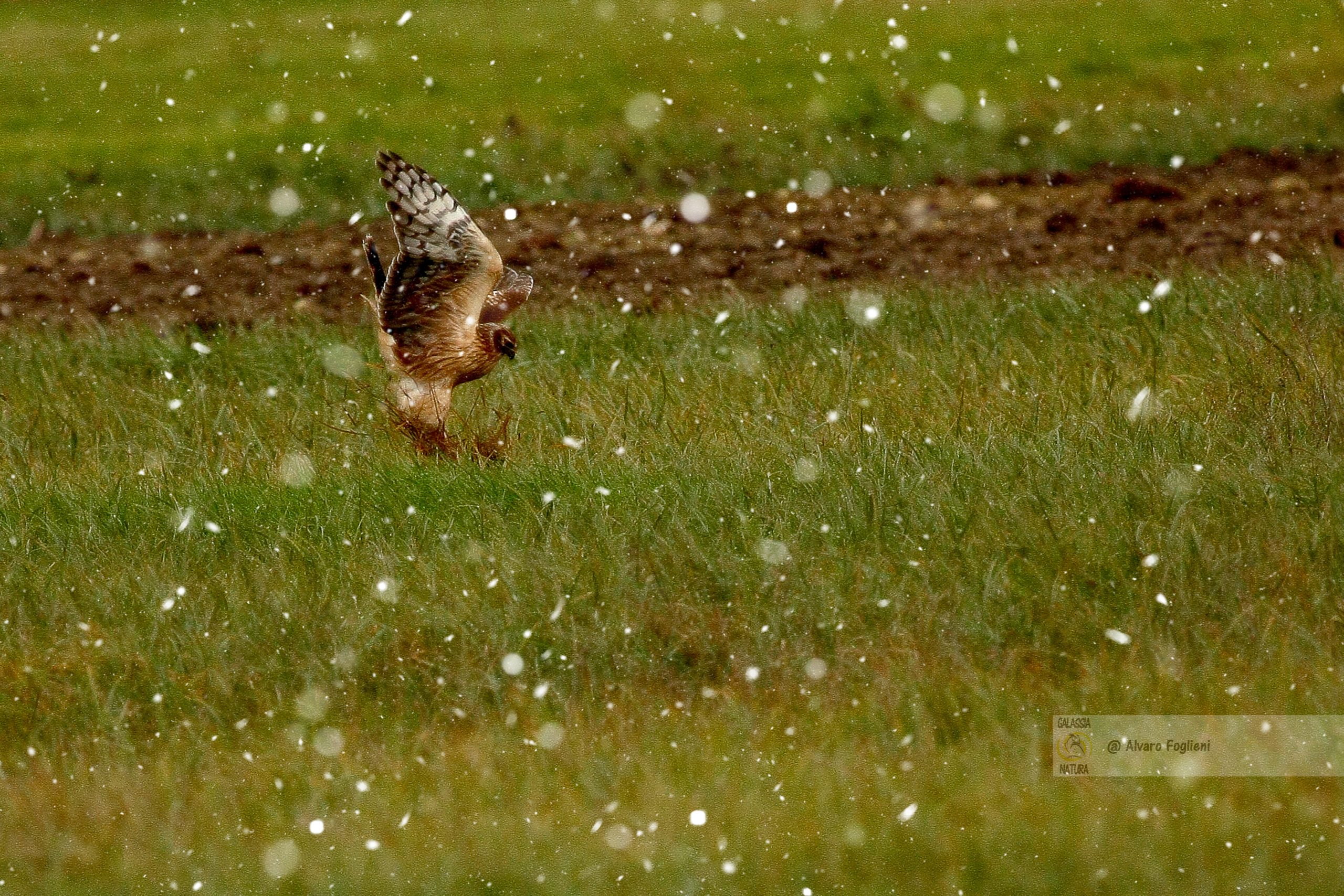 Immagini di rapaci durante una tempesta di neve, Immagine dell'Albanella reale in volo durante la nevicata, fotografare la natura a Milano, amici della natura e delle fotografia Milano