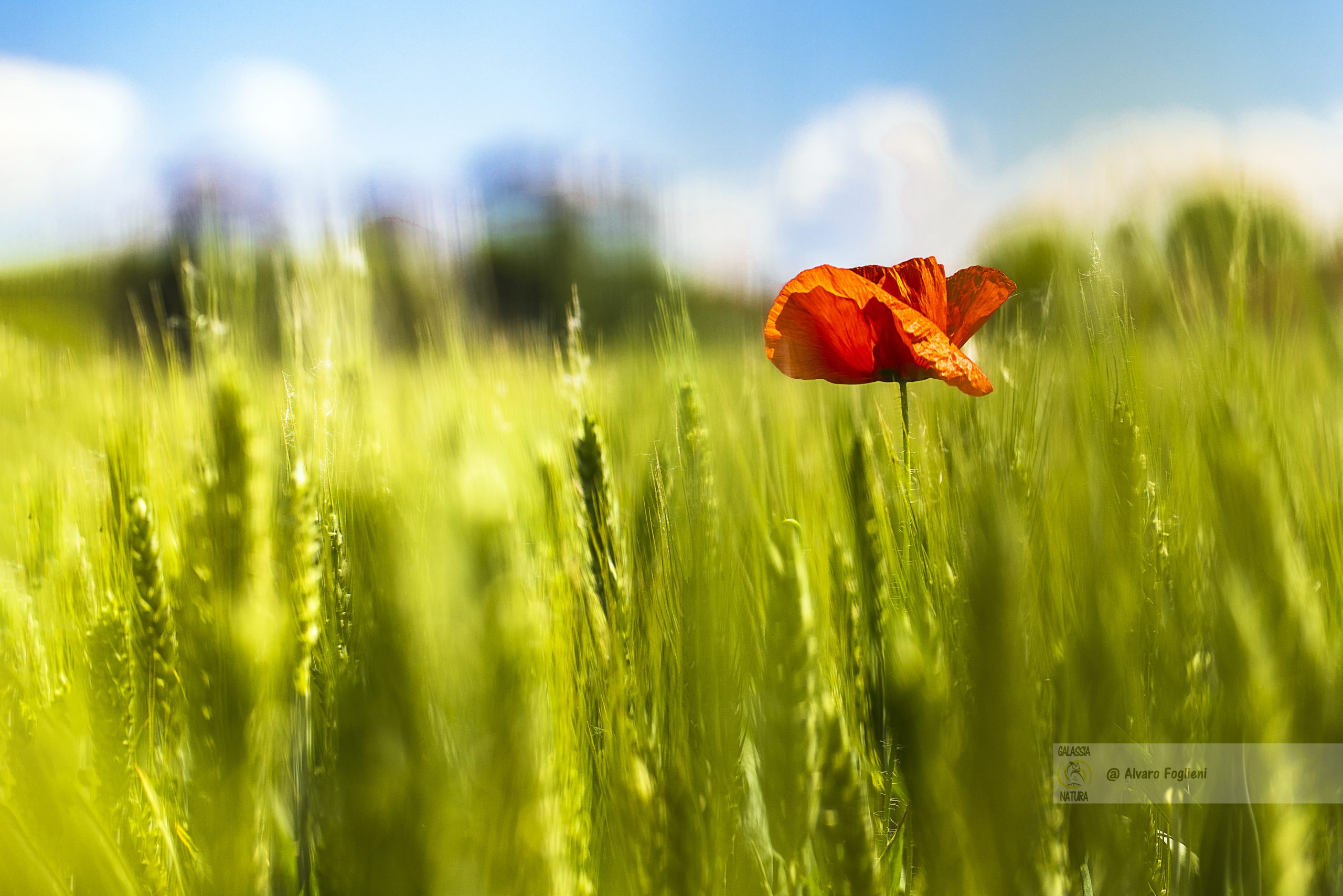 fiore_catturato_allo_stesso_livello_per_mostrare_profondità, prospettiva_dal_basso_di_fiore_contro_il_cielo, vista_zenitale_che_rivela_la_simmetria_naturale_dei_fiori,