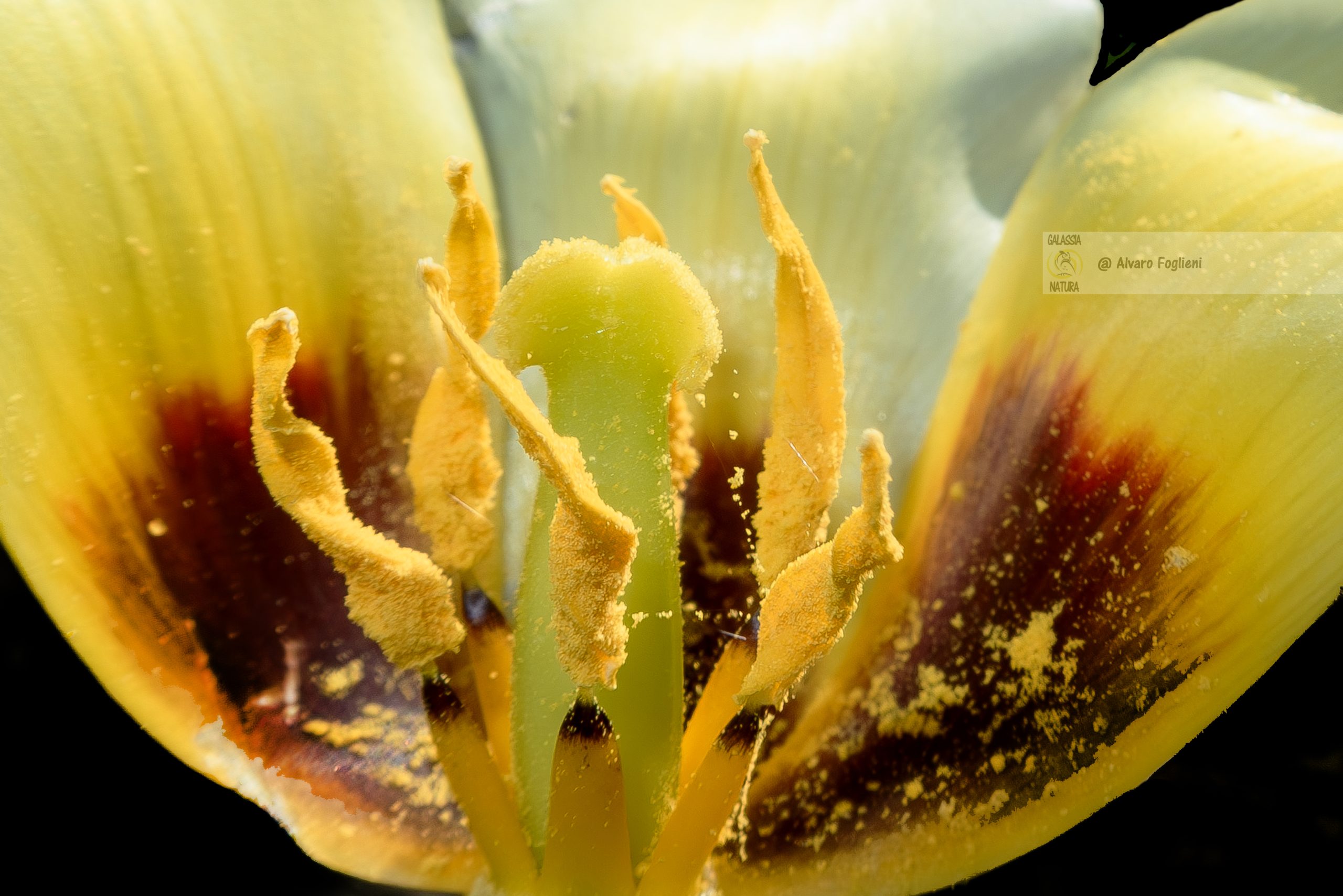dettagli_interni_di_un_fiore_scattati_con_obiettivo_macro, composizione_floreale_a_45_gradi_con_dettagli_e_profondità, prospettiva_laterale_che_integra_elementi_ambientali