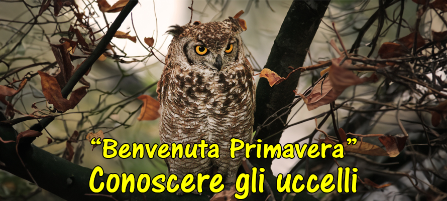 “Benvenuta Primavera” – Conoscere gli uccelli