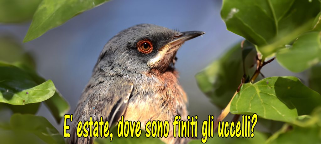 È estate, dove sono finiti gli uccelli?