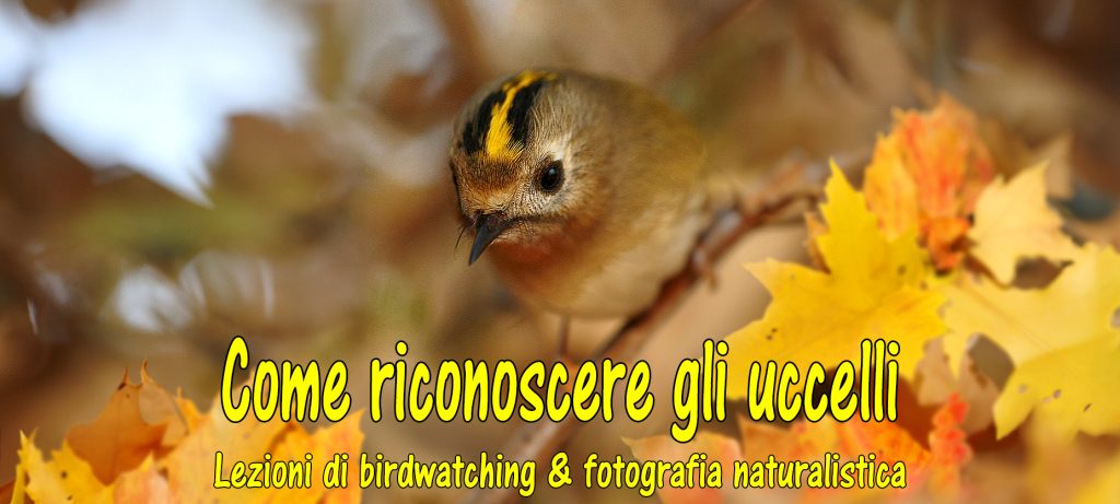 Lezione di birdwatching e fotografia naturalistica – Secondo incontro