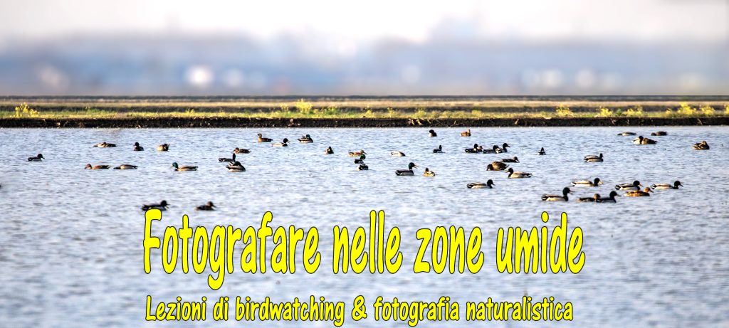 Lezione di birdwatching e fotografia naturalistica – Terzo incontro 