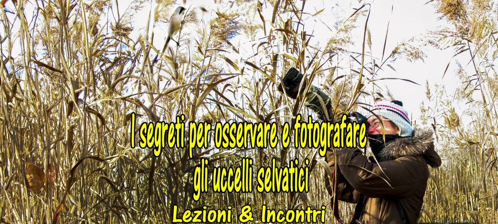 Lezioni: I segreti per osservare e fotografare gli uccelli selvatici