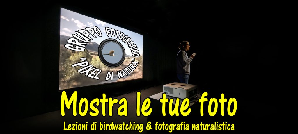 Lezione di birdwatching e fotografia naturalistica – Settimo incontro