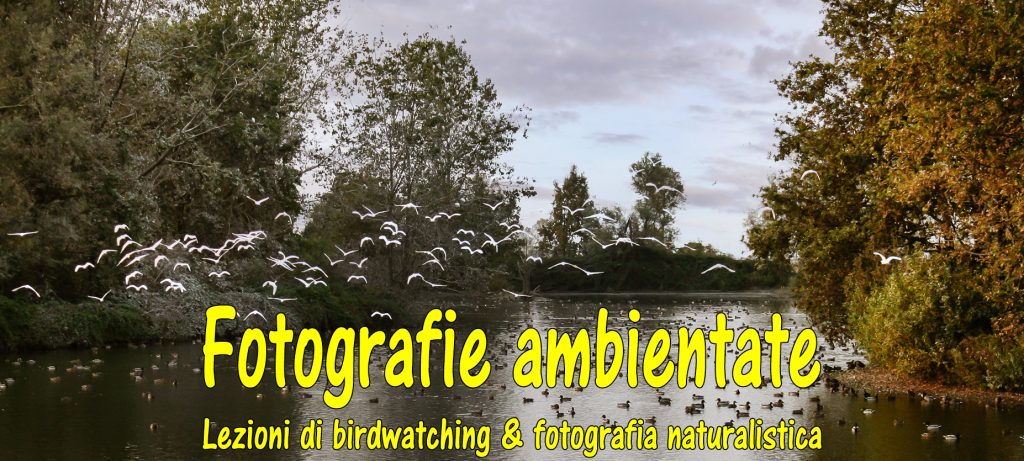 Lezione di birdwatching e fotografia naturalistica – Quinto incontro