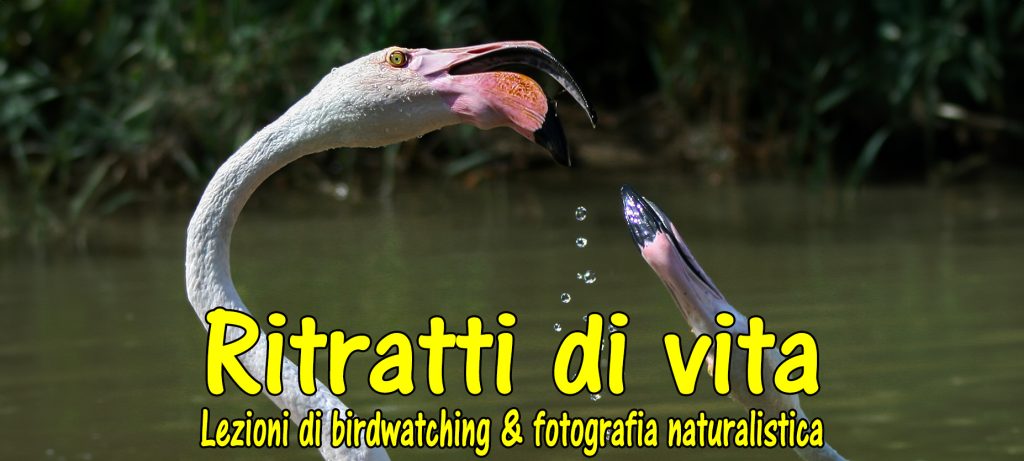 Lezione di birdwatching e fotografia naturalistica – Sesto incontro